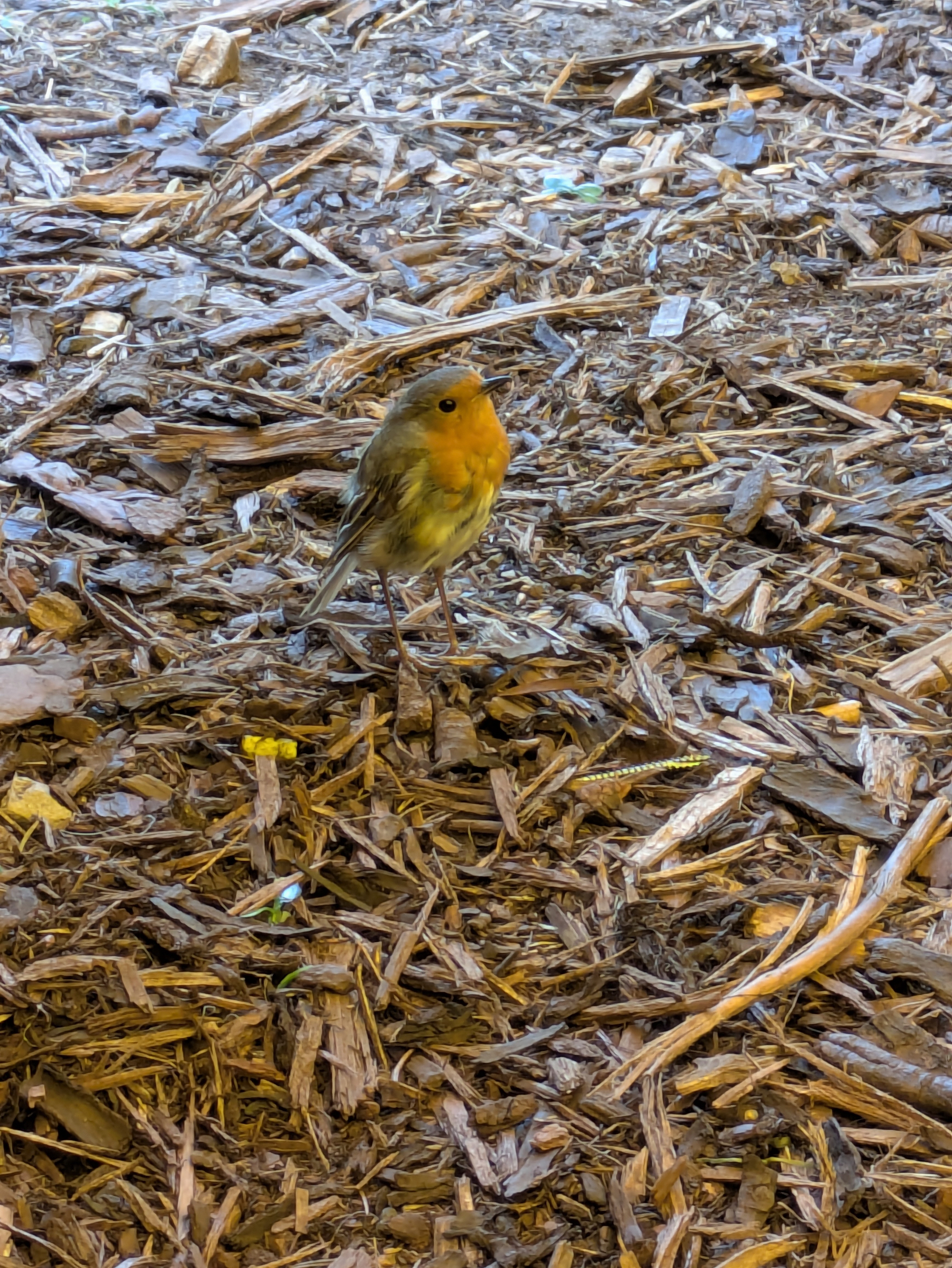 A small bird with a red breast and brownish-grey feathers is standing on a bed of wood chips.