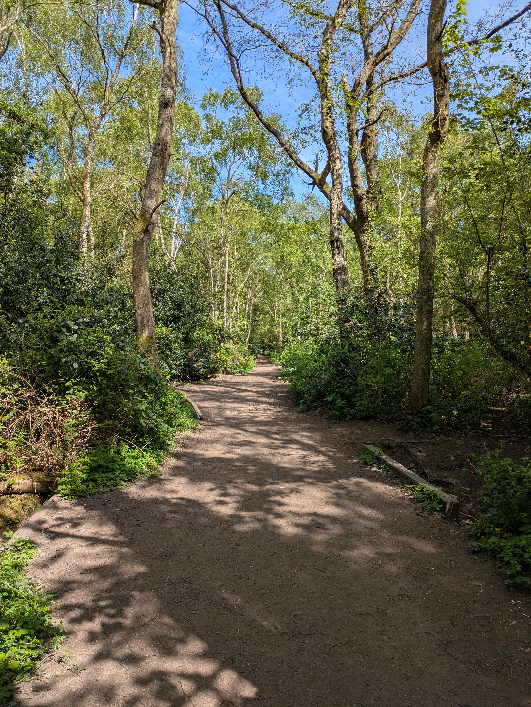 A sunlit dirt path winds through a lush, green forest with tall trees and dense foliage.