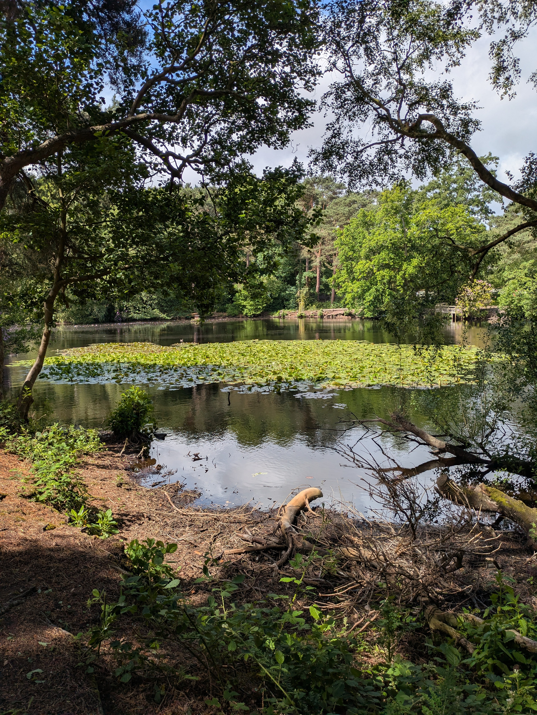 A serene woodland pond is surrounded by lush greenery and scattered with lily pads under a partly cloudy sky.