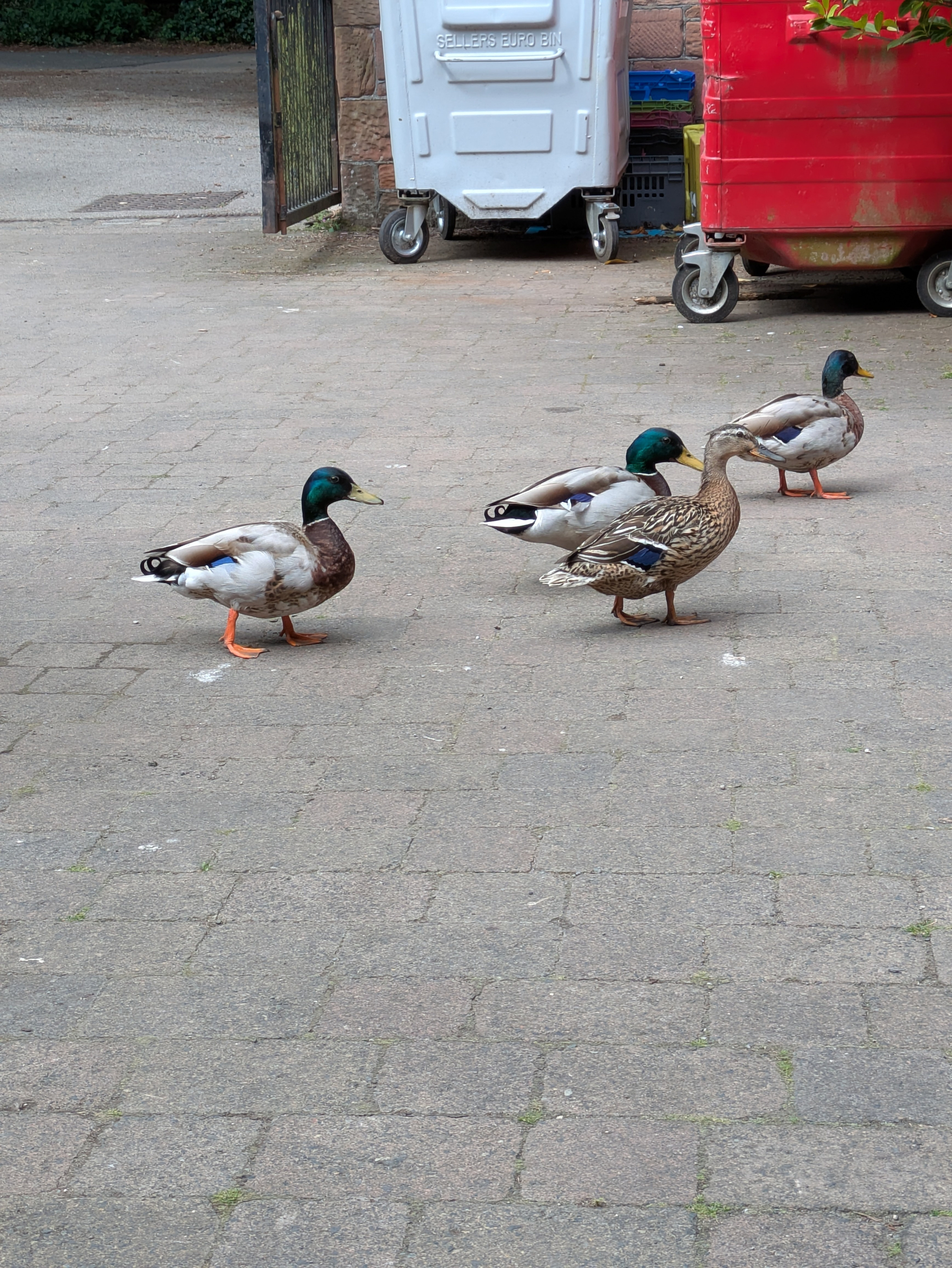 Four ducks are walking on a paved surface near some large trash bins.