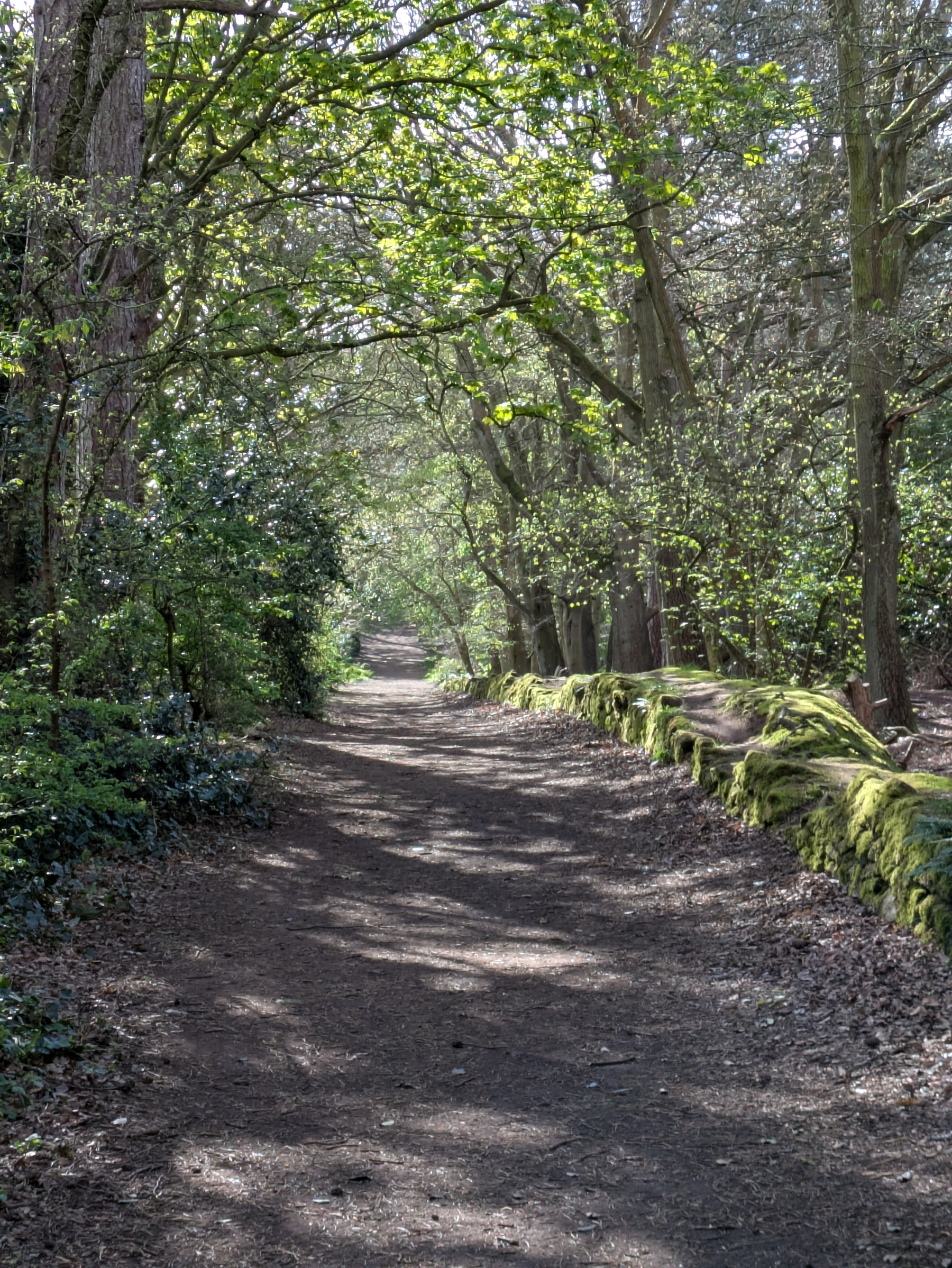 A sunlit forest path is flanked by lush green trees and a moss-covered stone wall.