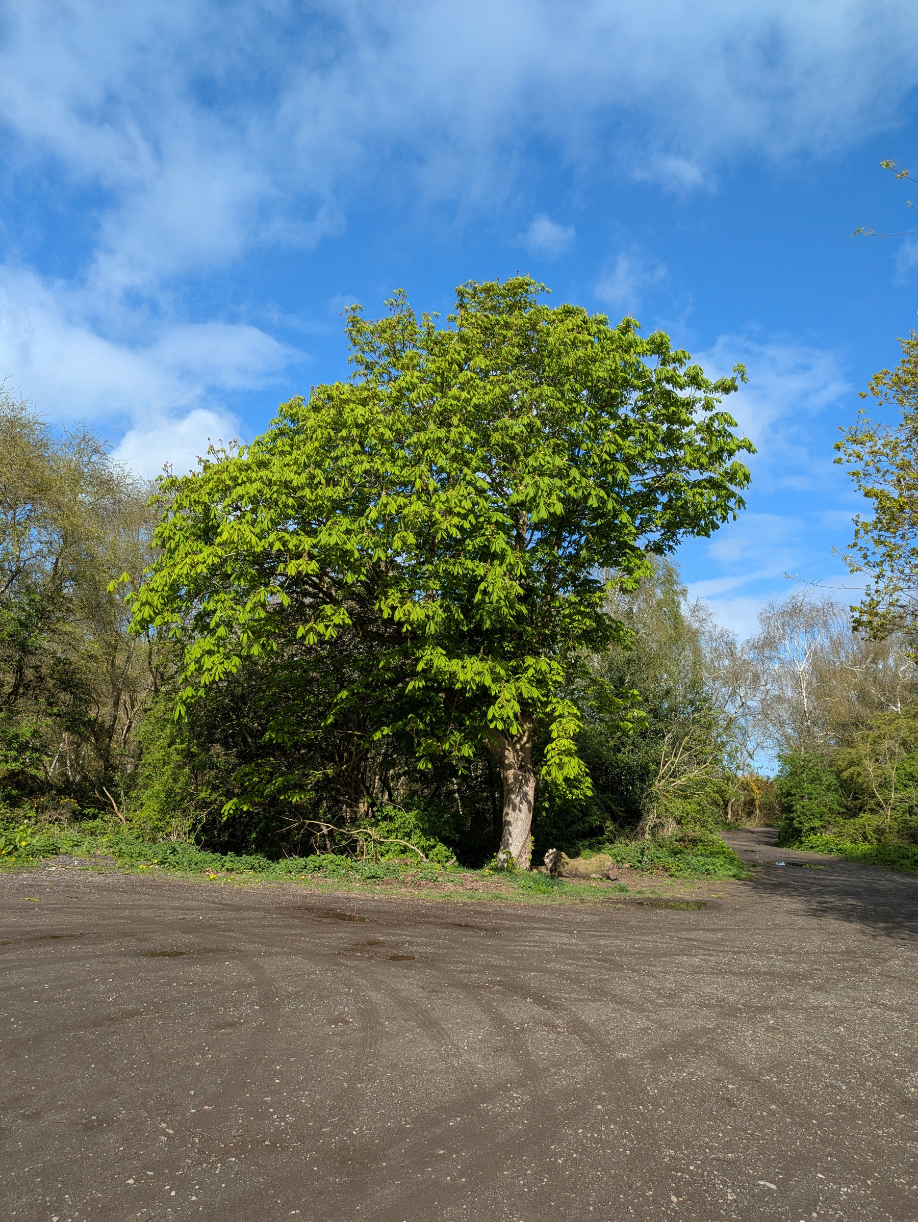 A tree stands prominently on a dirt path surrounded by greenery under a blue sky with clouds.