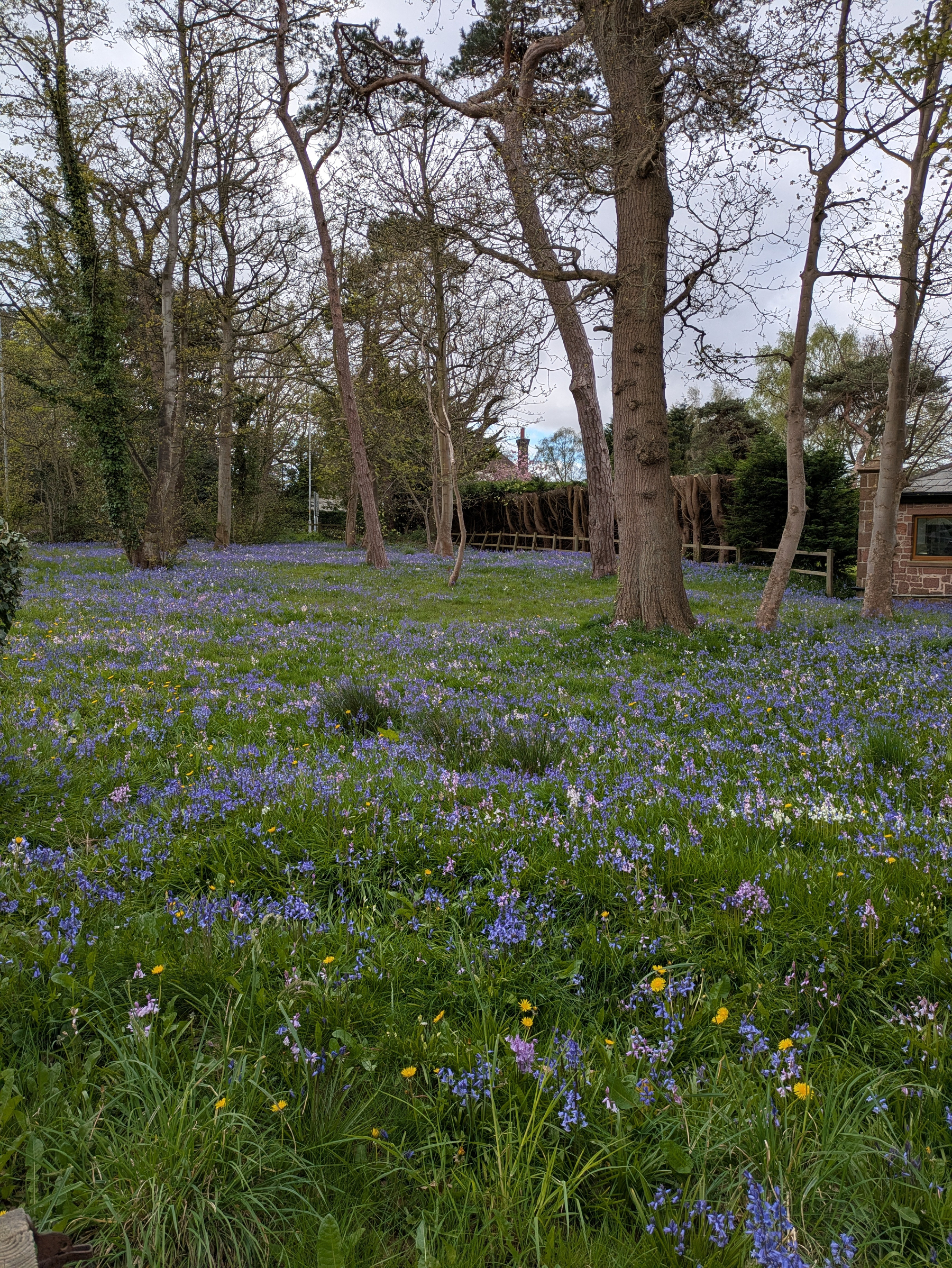 A lush woodland scene features a carpet of blue and yellow wildflowers beneath tall trees.