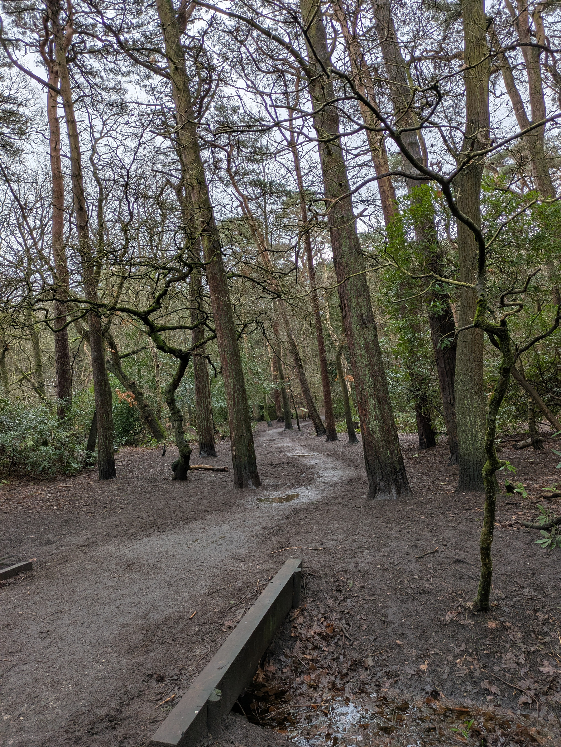 A forest path winds through tall, sparse trees with a slightly overcast sky above.