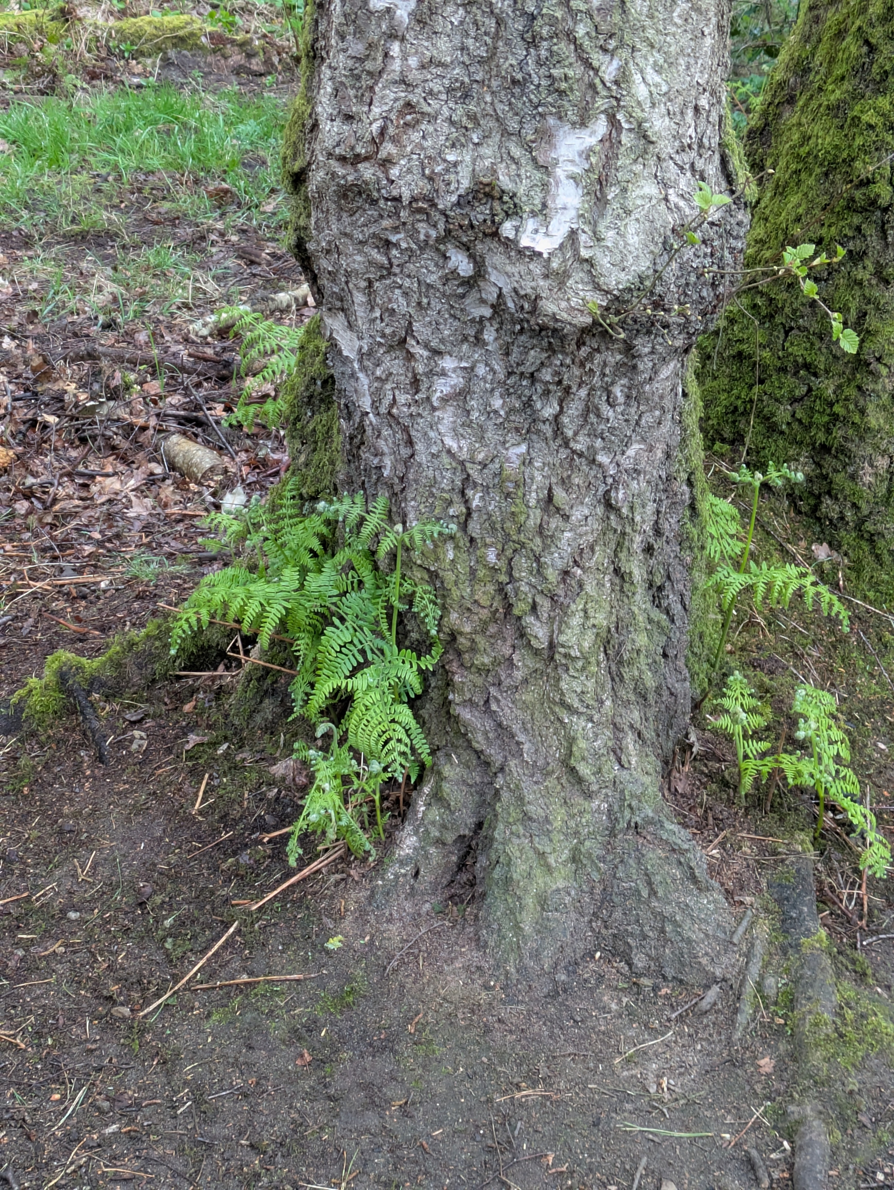 A tree trunk is surrounded by green ferns and moss on the forest floor.