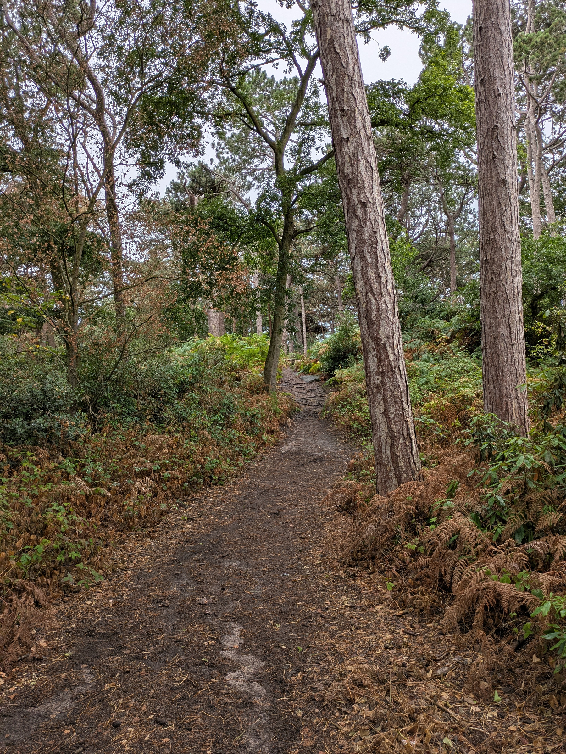 A dirt path winds through a dense forest with tall trees and abundant green and brown foliage.