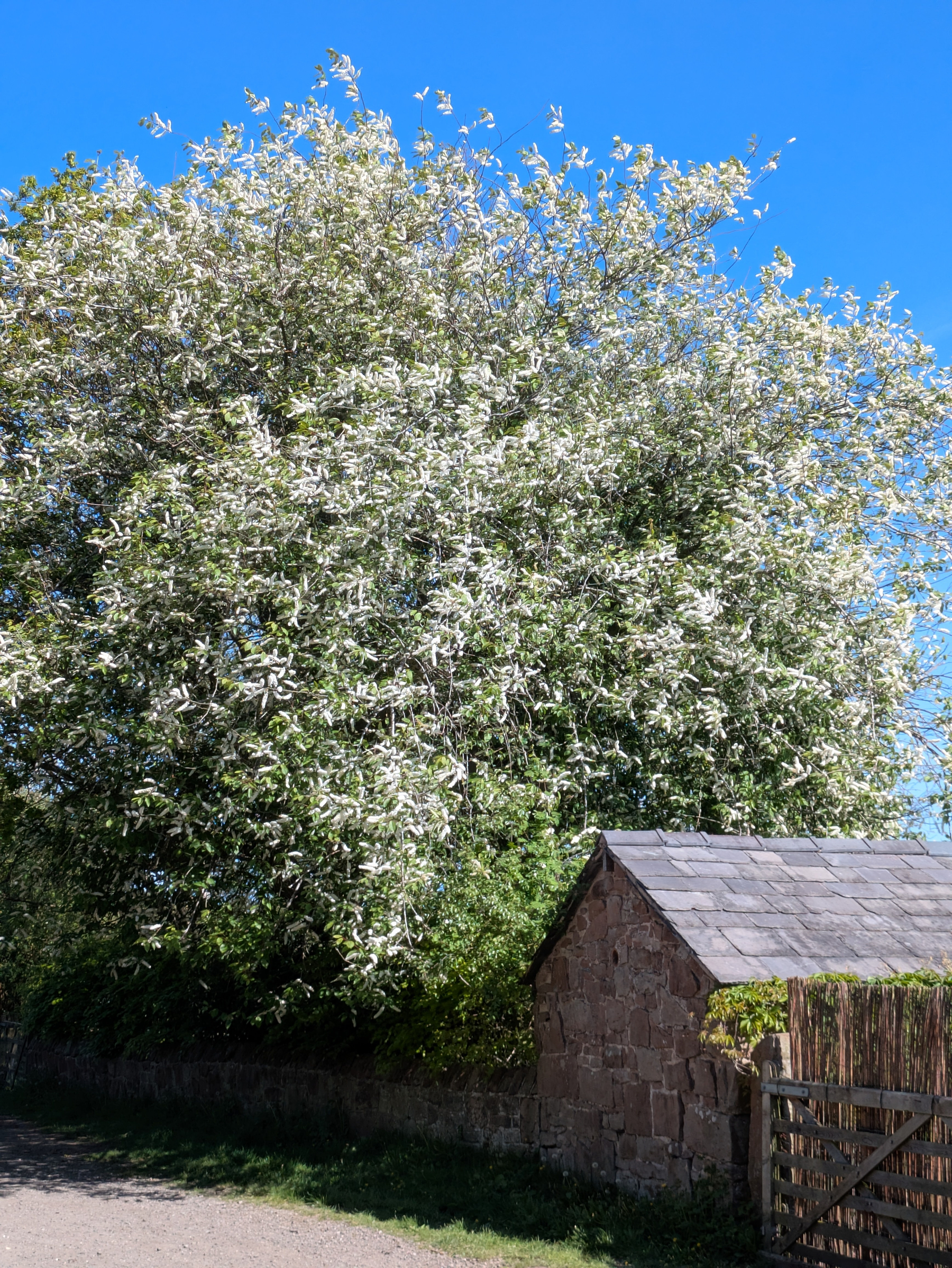 A large tree full of white blossoms towers over a small stone building with a sloped roof, set against a clear blue sky.
