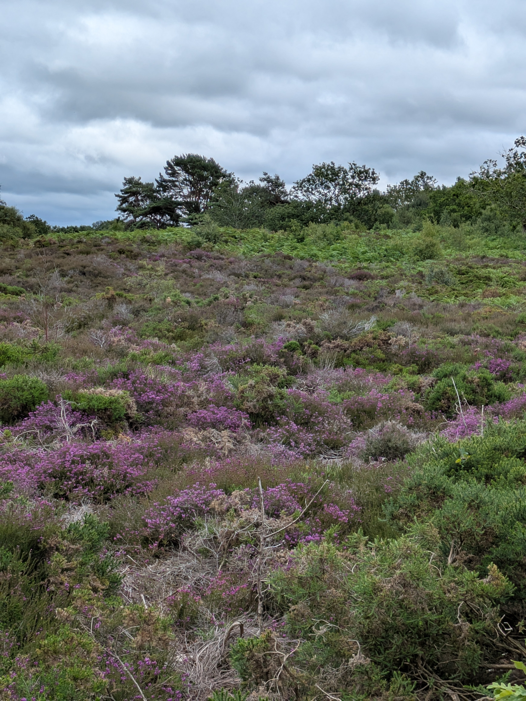 A hillside covered with green vegetation and purple wildflowers under a cloudy sky.