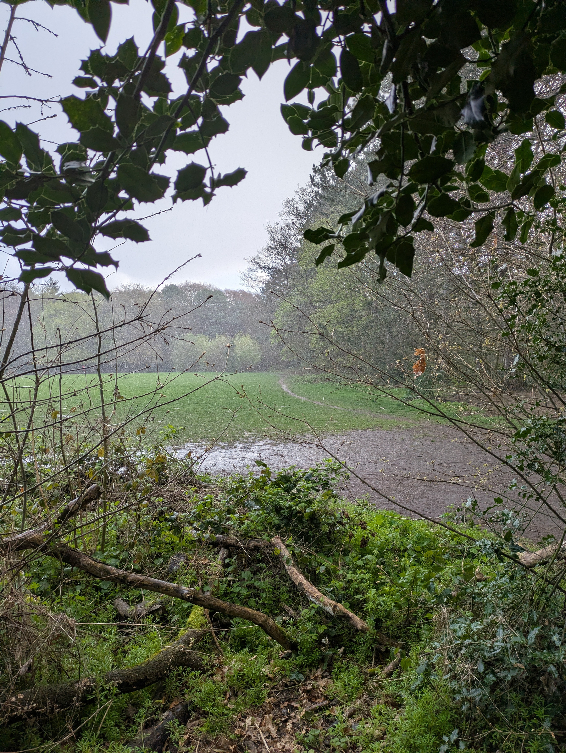 A lush, green field is framed by overhanging branches in the rain.