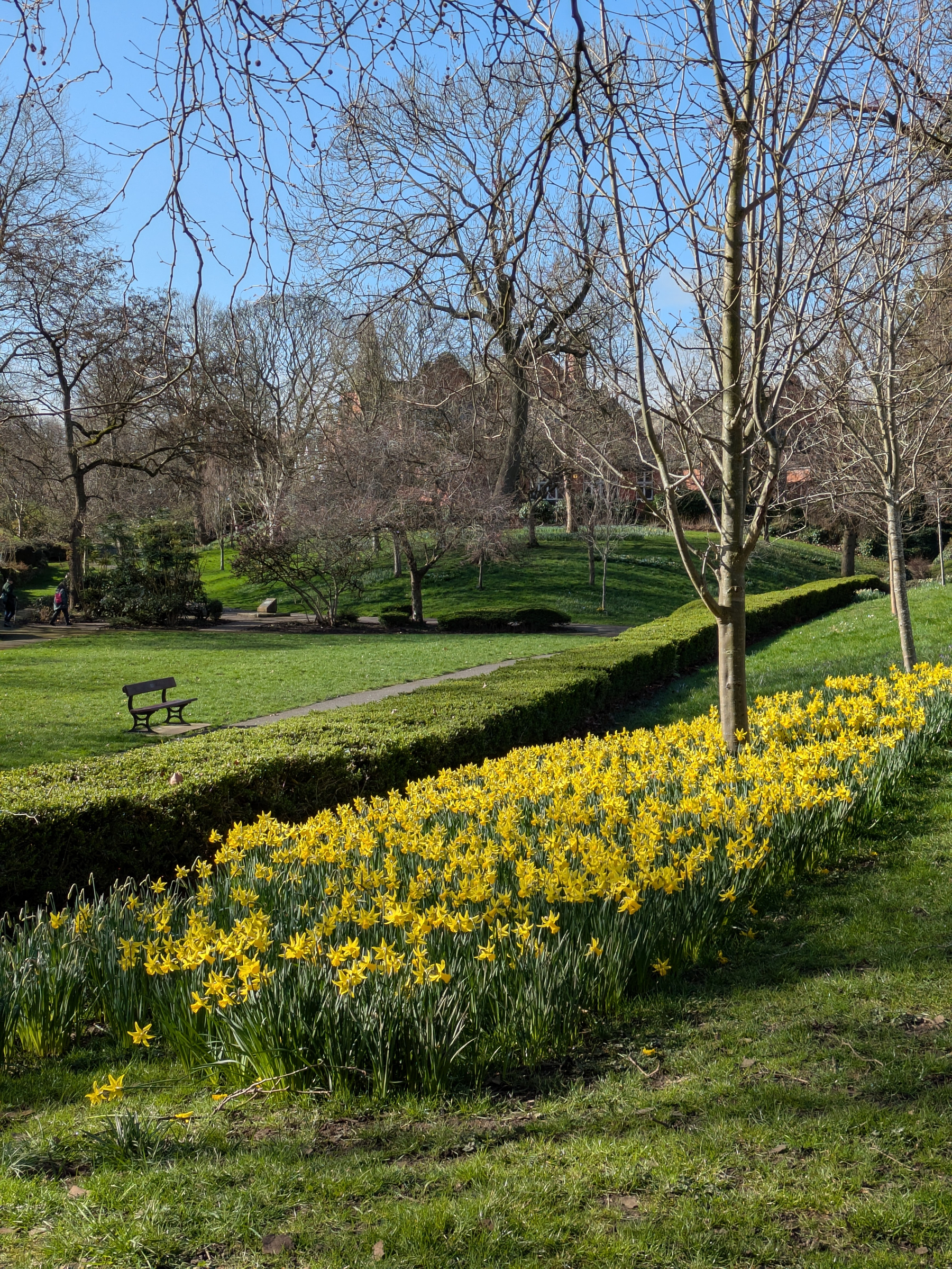A scenic park landscape features a path lined with blooming yellow flowers, bare trees, a bench, and green grassy areas.
