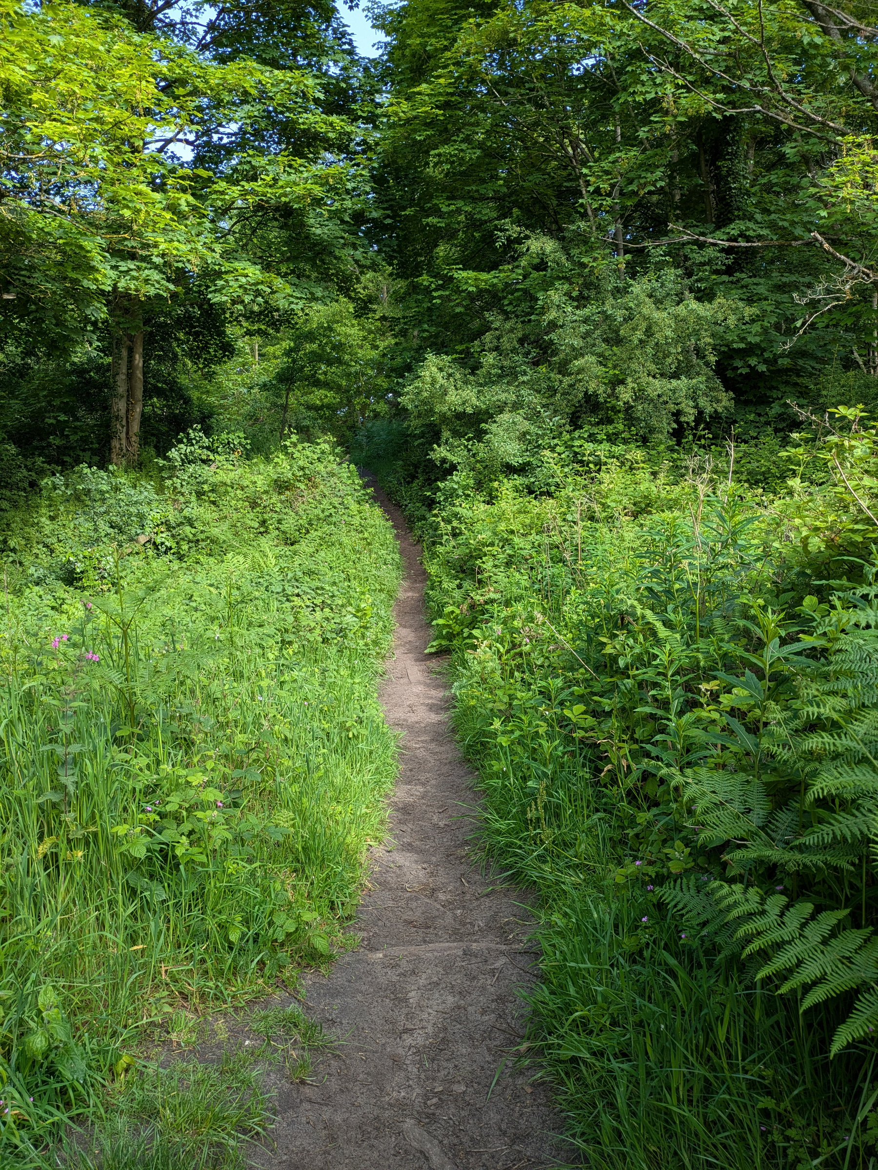 A narrow dirt path winds through lush, green forest vegetation under a canopy of trees.
