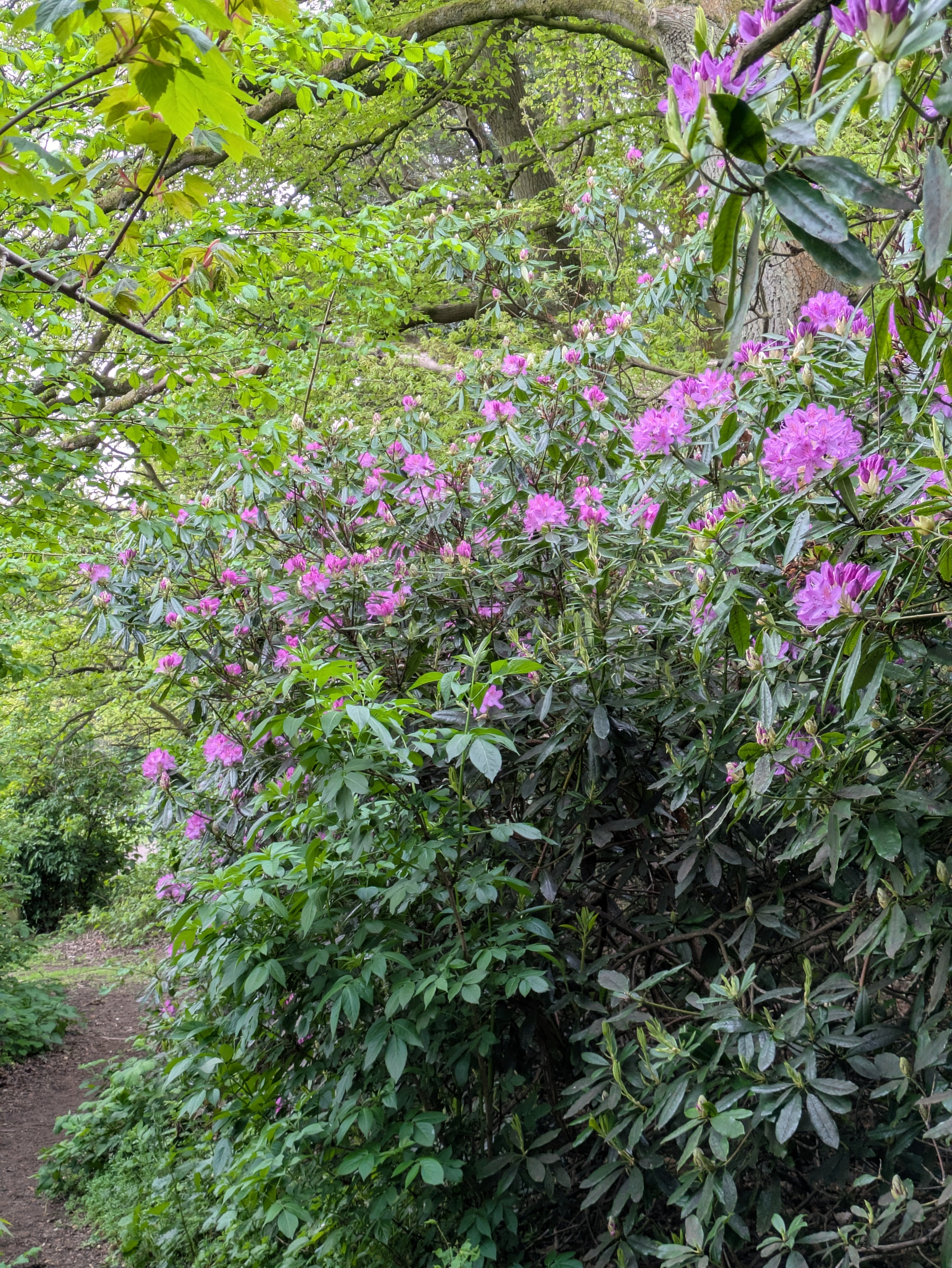A lush parkland scene features vibrant pink flowers blossoming on dense green foliage next to a dirt path.