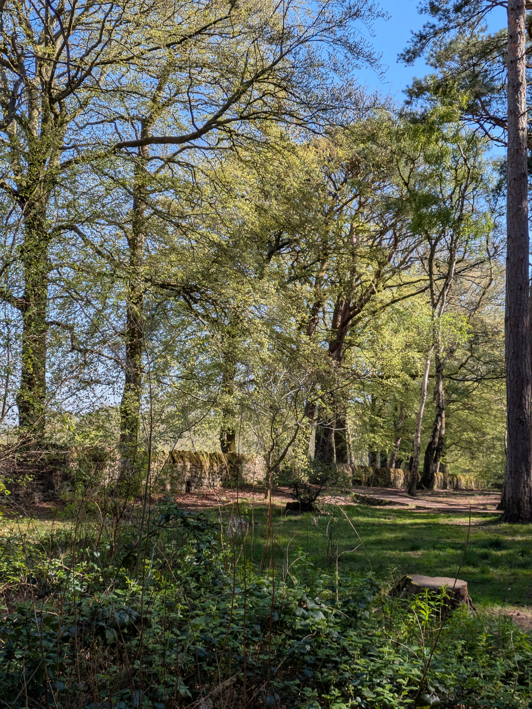 A lush forest scene features tall trees with green foliage under a bright blue sky.