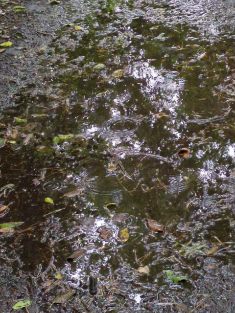 A puddle on a muddy path reflects trees while light rain causes ripples.