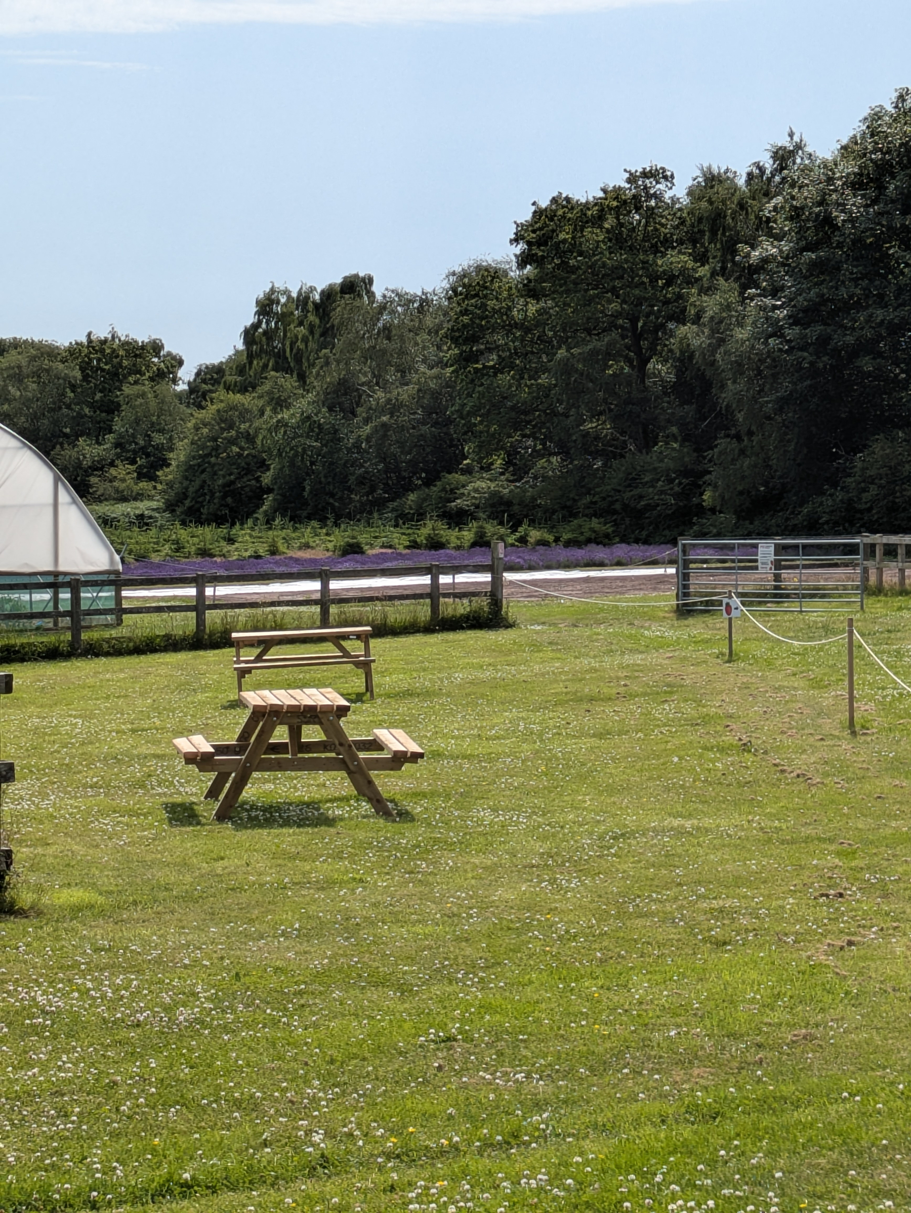 A grassy area with wooden picnic tables is bordered by a fence, with a greenhouse on the left, a plot of flowering lavender and trees in the background.