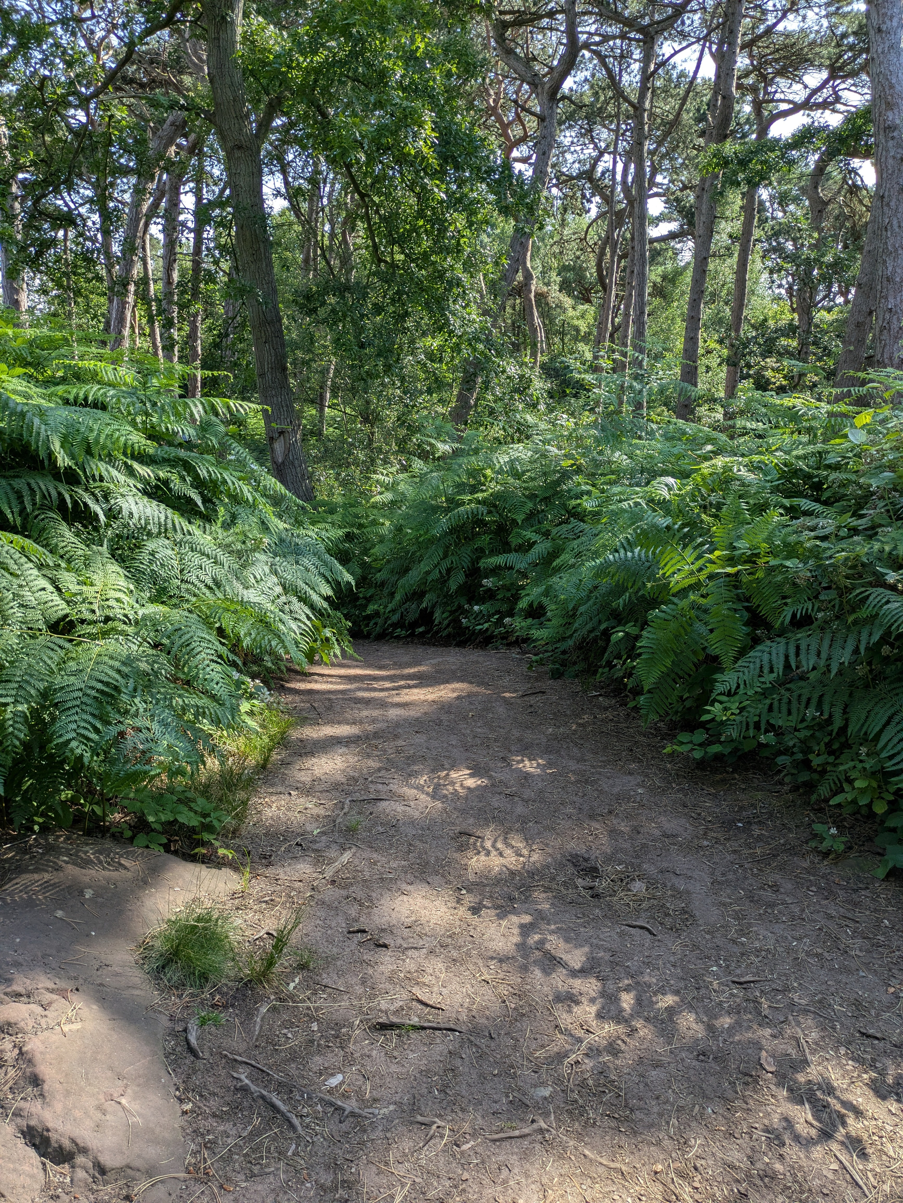 A dirt path winds through a dense forest with abundant green ferns and tall trees casting shadows on the ground.