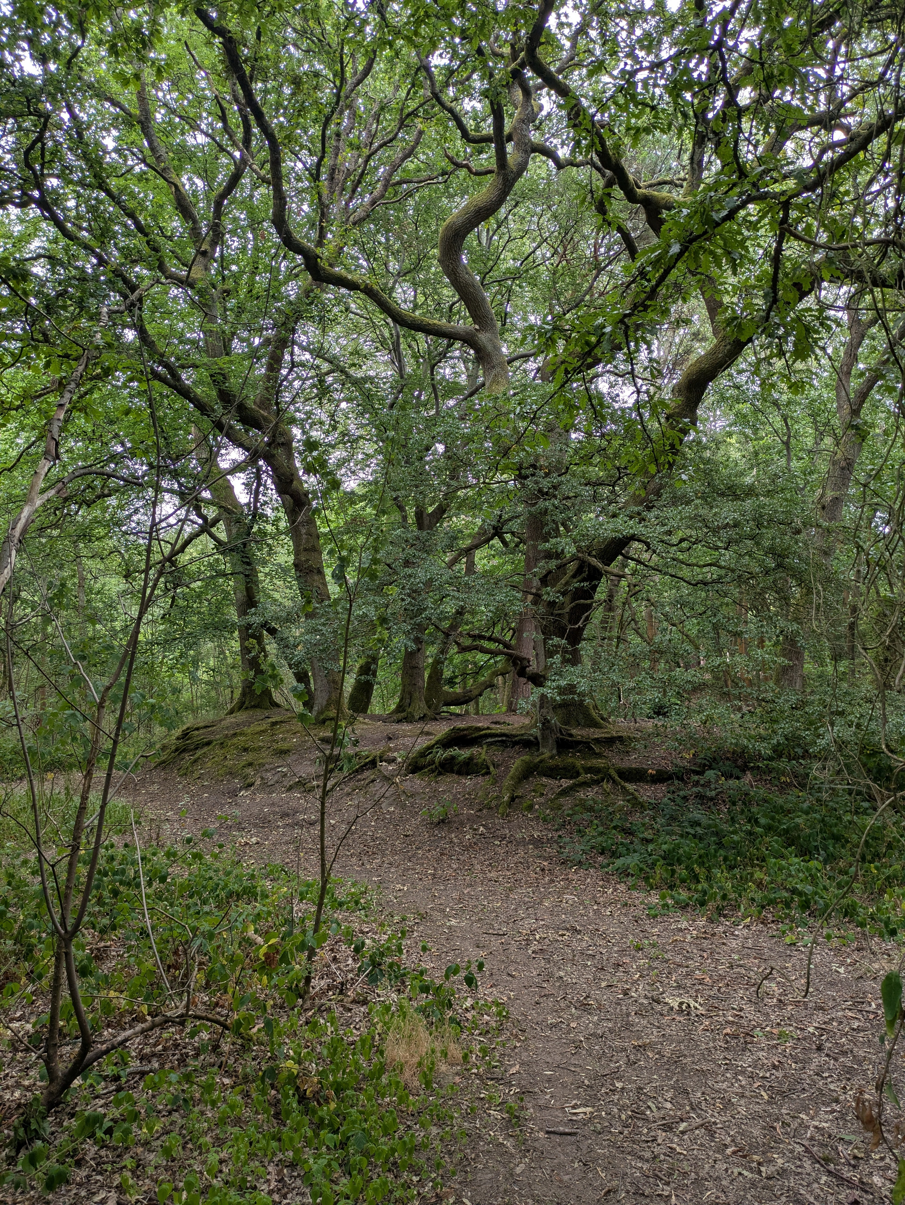 A winding dirt path leads through a dense forest with large, twisted trees and lush green foliage.