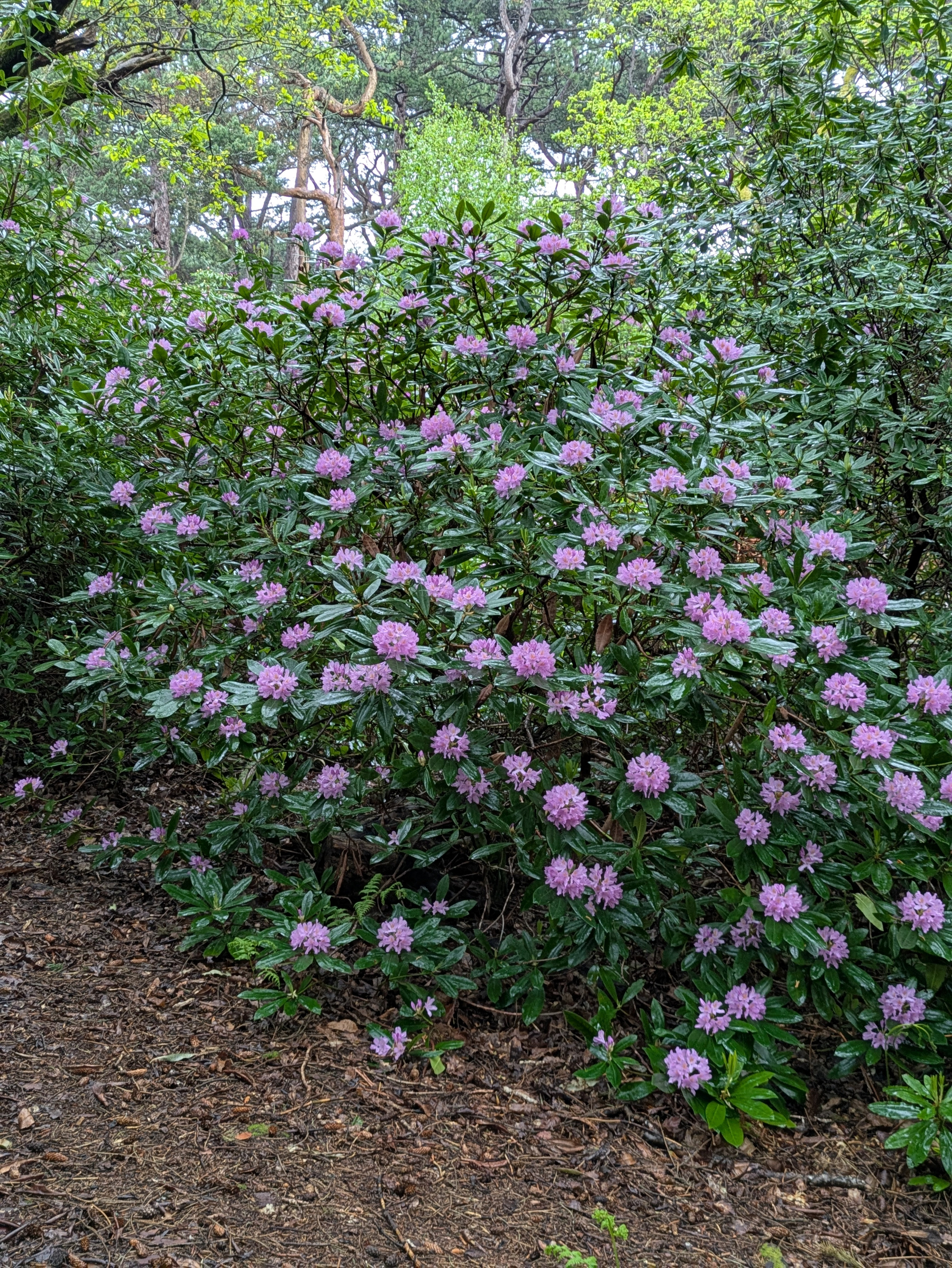 A large bush covered in vibrant pink flowers is surrounded by lush green foliage in a wooded area.