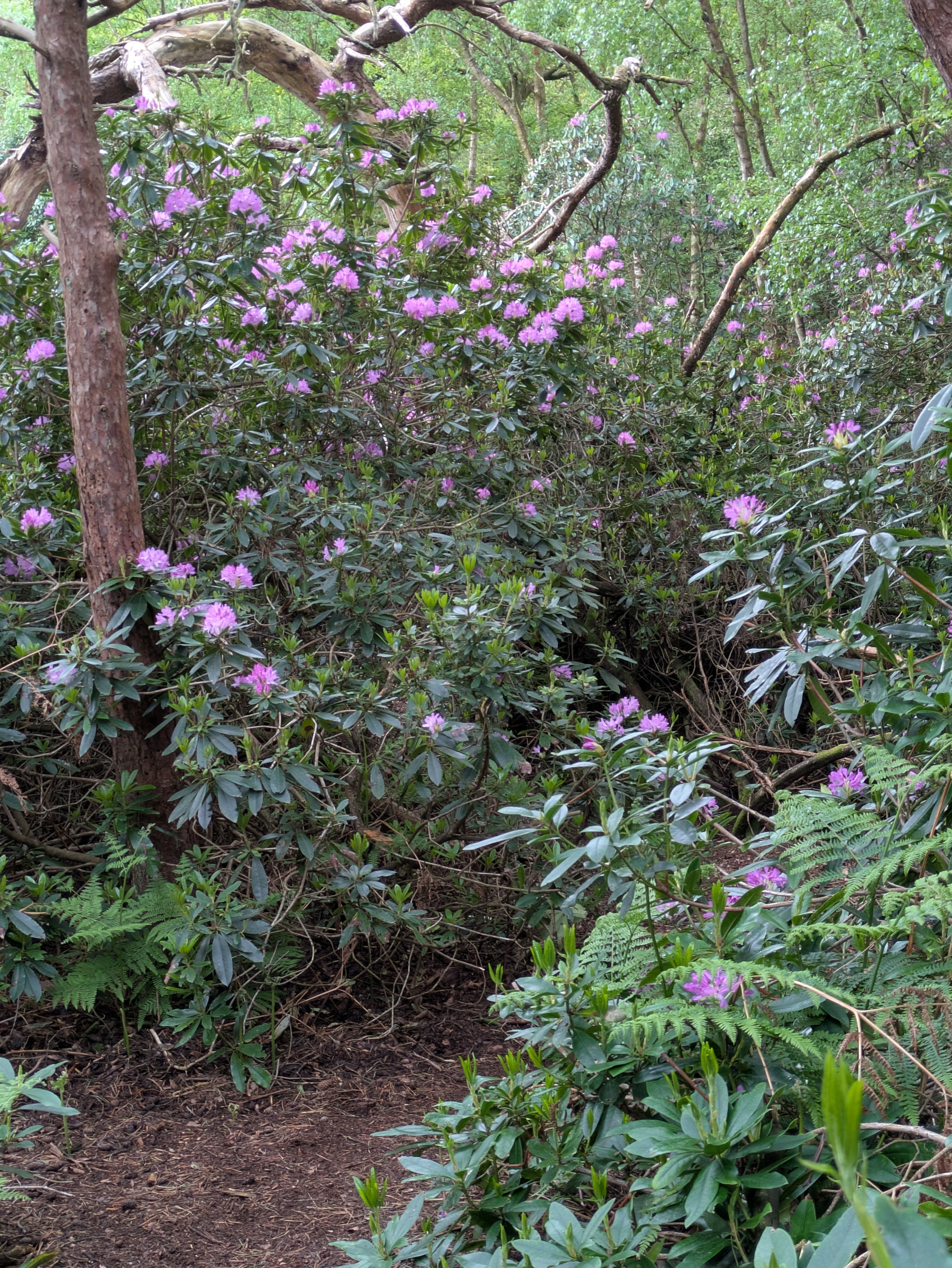 A lush forest scene features vibrant pink flowers blooming on dense shrubbery among tall trees.