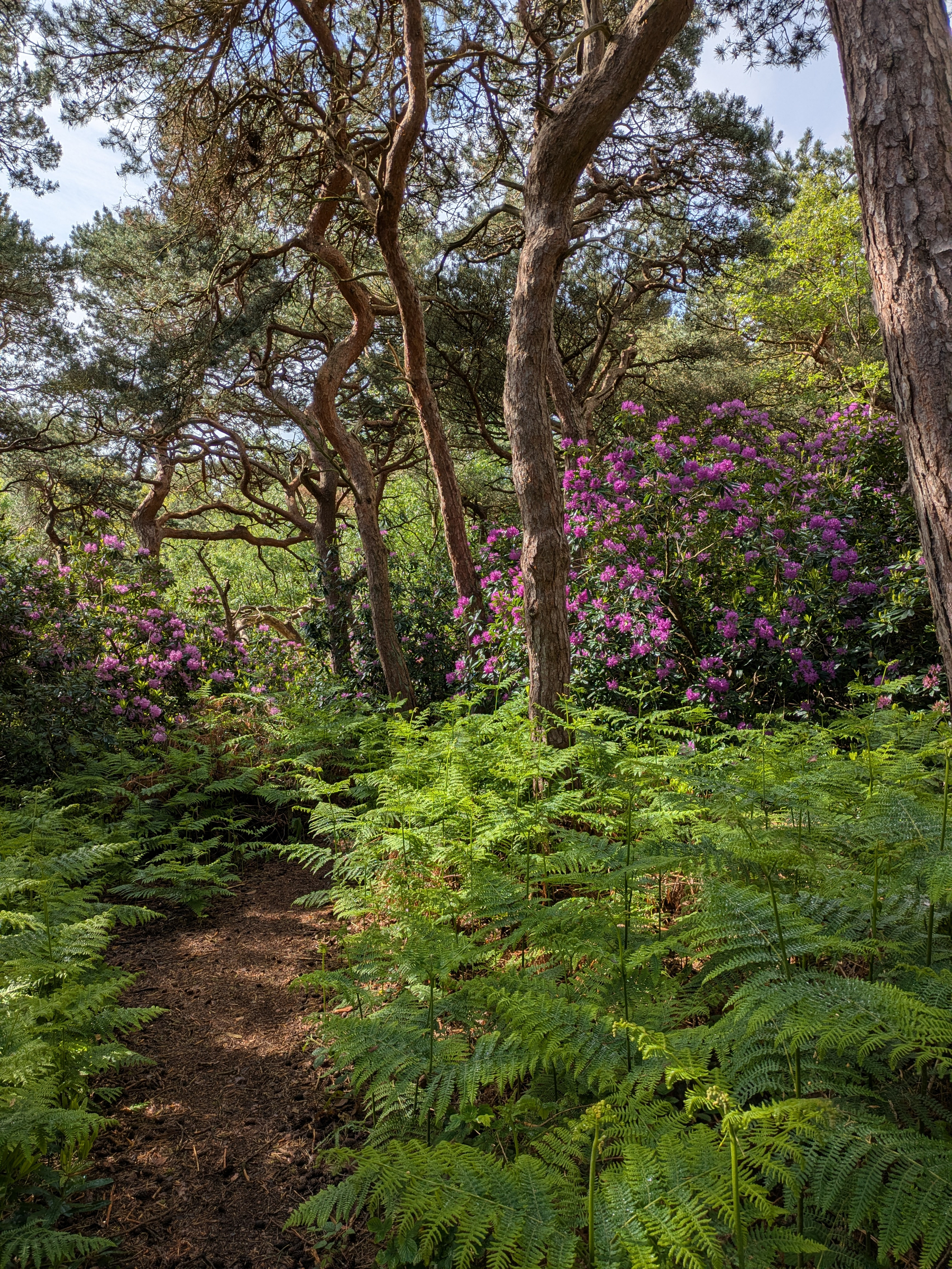 A forest scene features winding trees, lush ferns, and vibrant pink flowers in bloom.