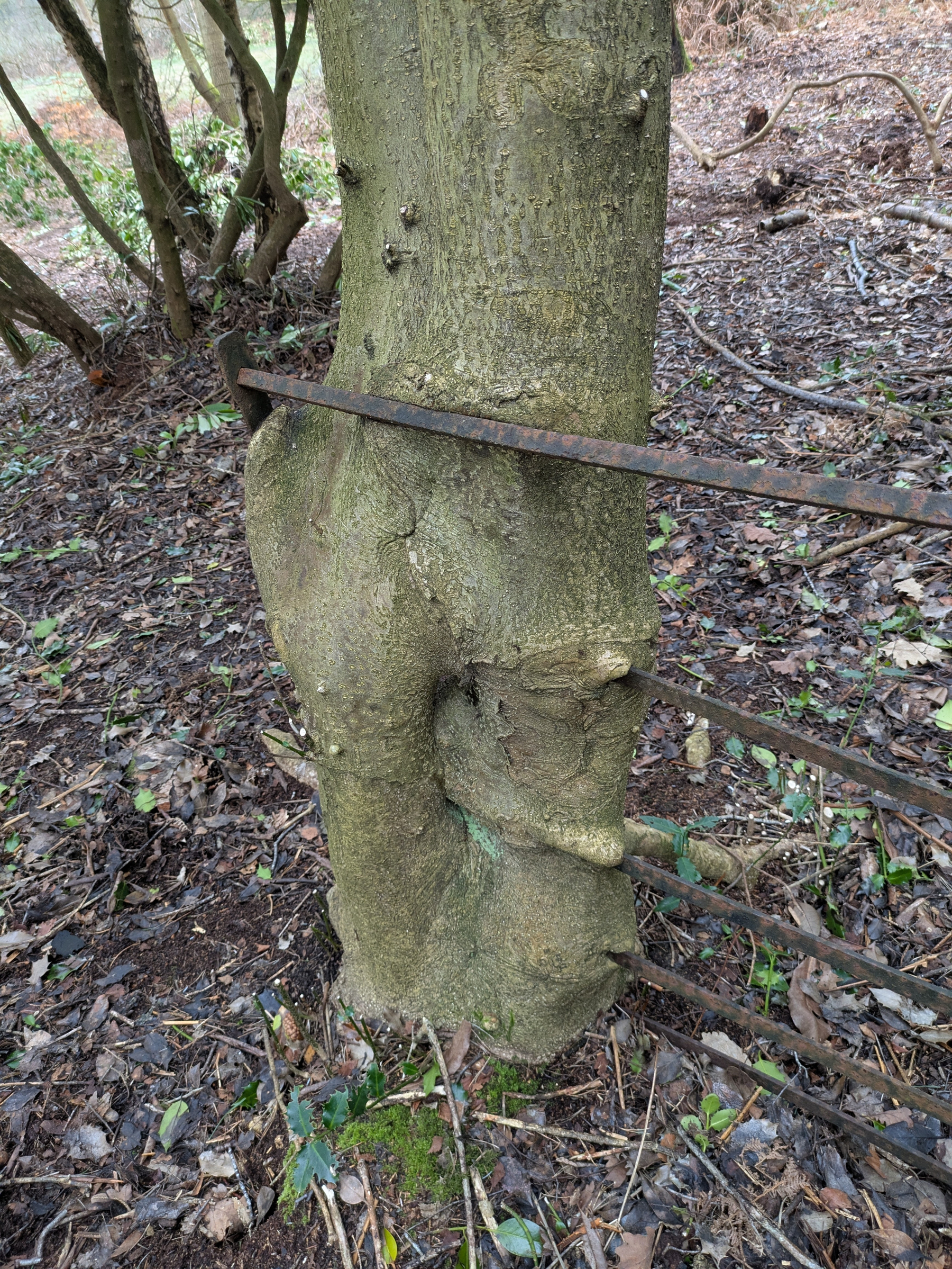 A tree has grown around and partially engulfed a metal fence.