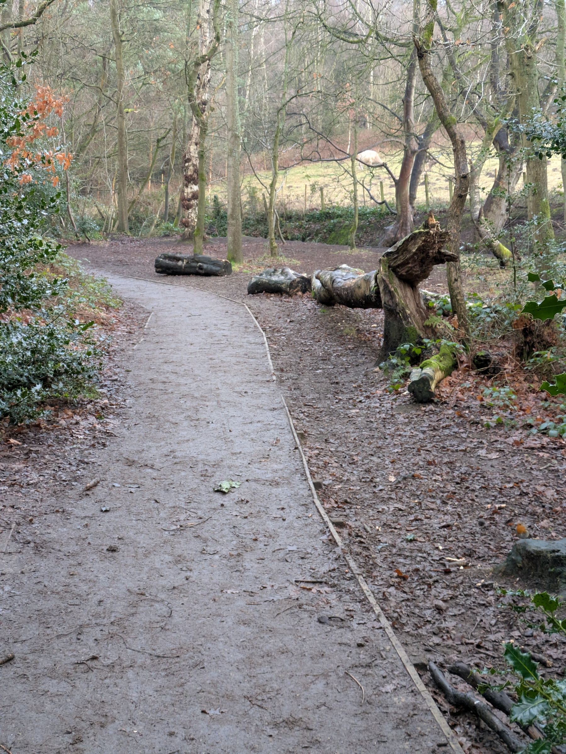 A forest path is lined with trees and large rocks on a slightly overcast day.