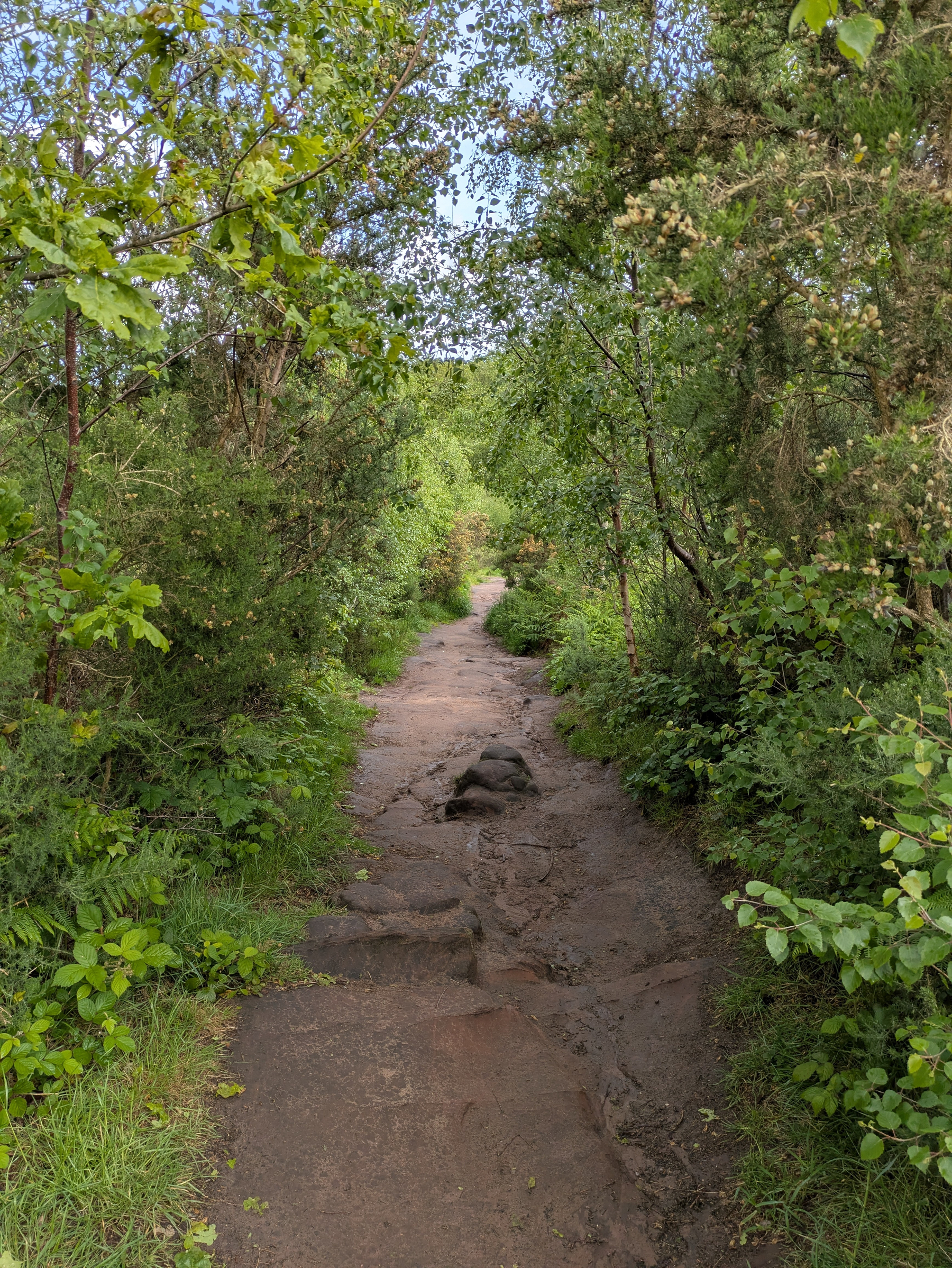 A narrow, rocky path winds through lush green foliage and dense trees.