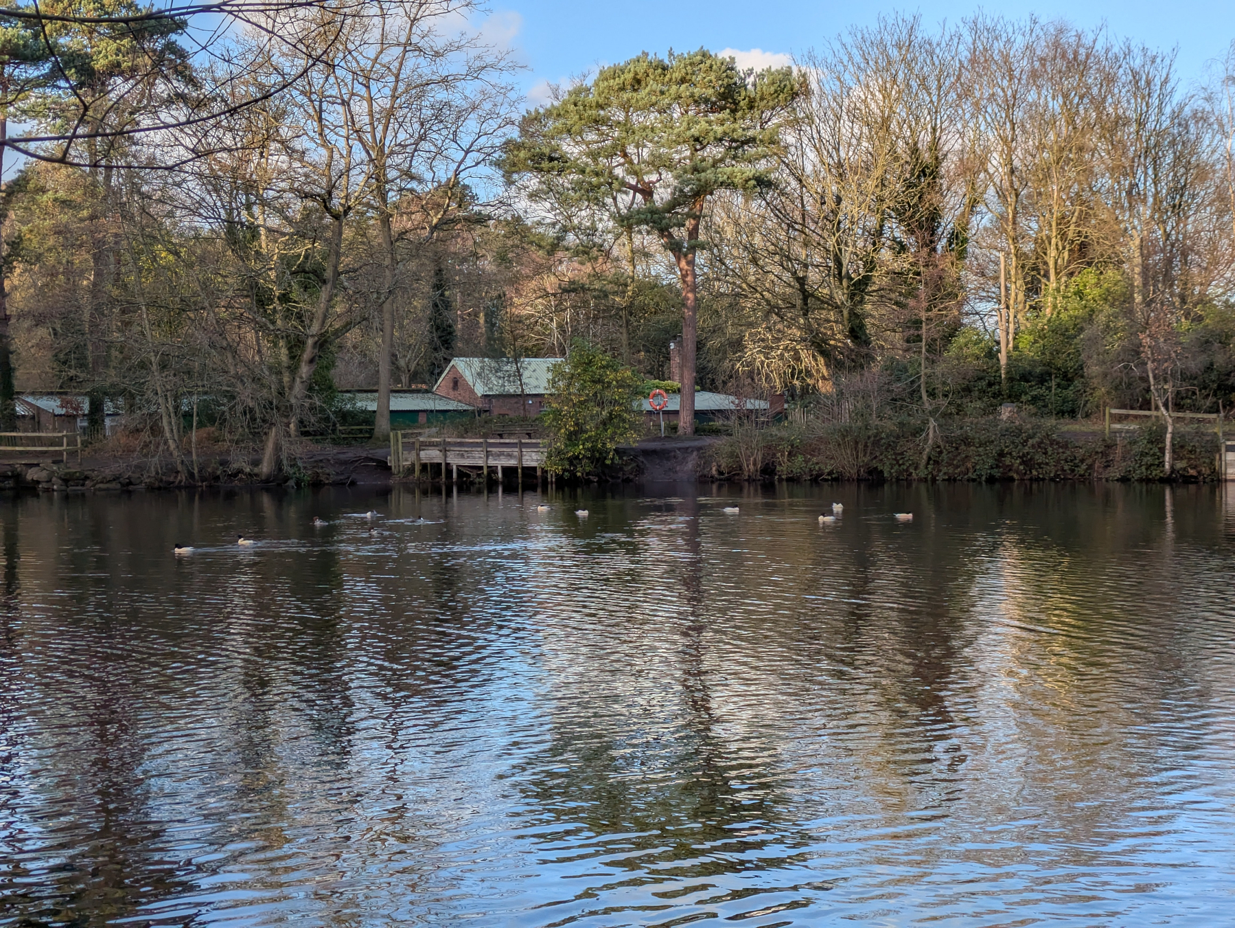 A serene pond reflects trees and a small building, with ducks gliding across the water.