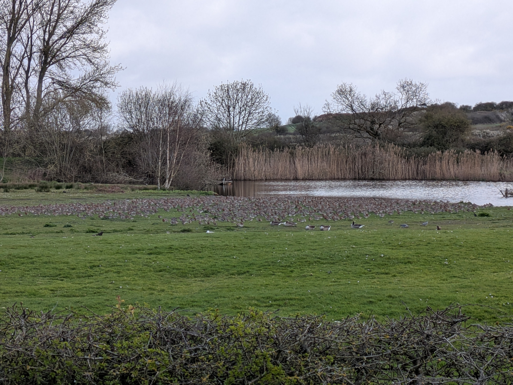 A flock of birds is grazing on a grassy field near a body of water with trees and bushes in the background.