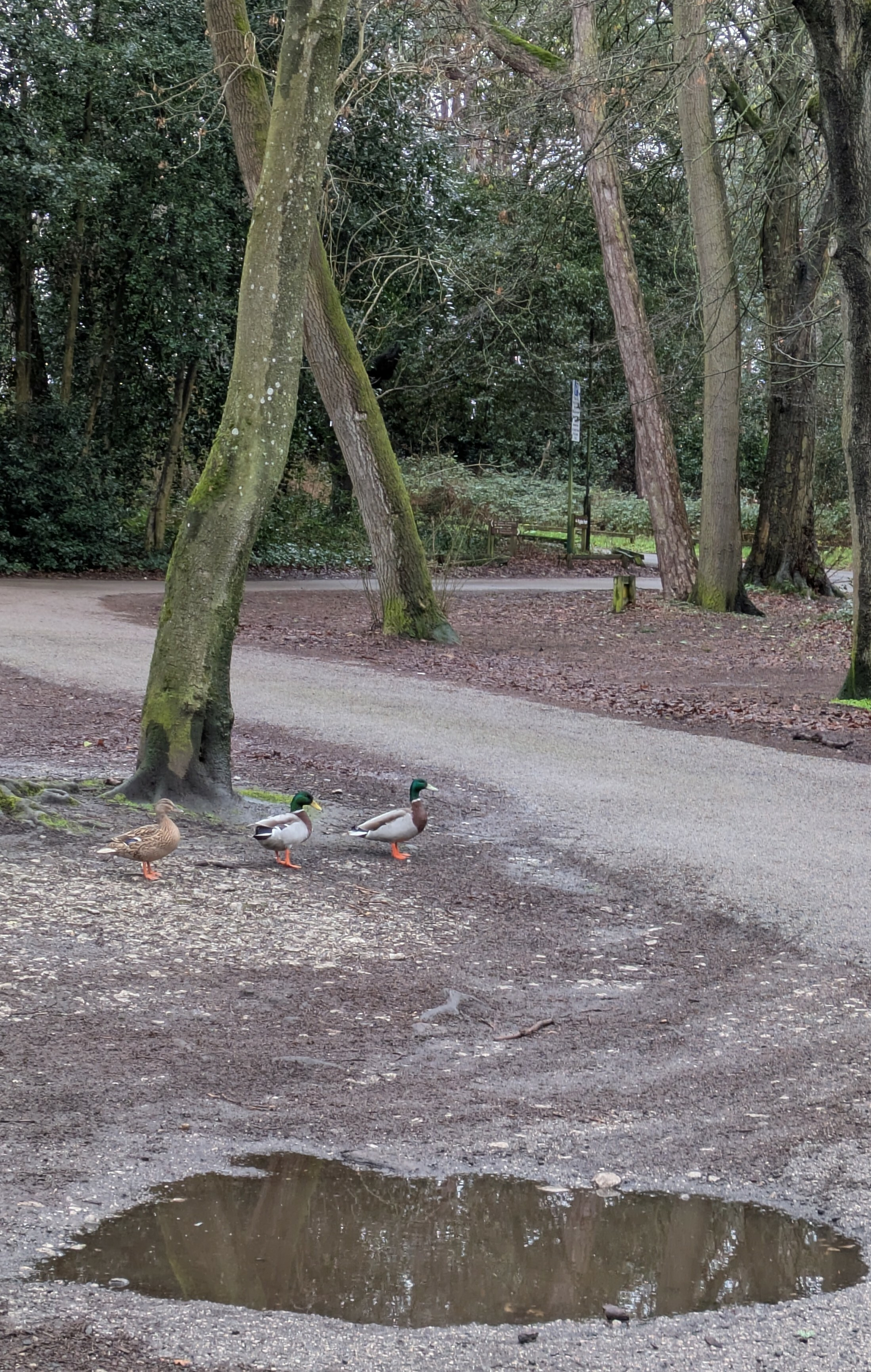 Three ducks stand near a puddle in a wooded park area with paths and bare trees.