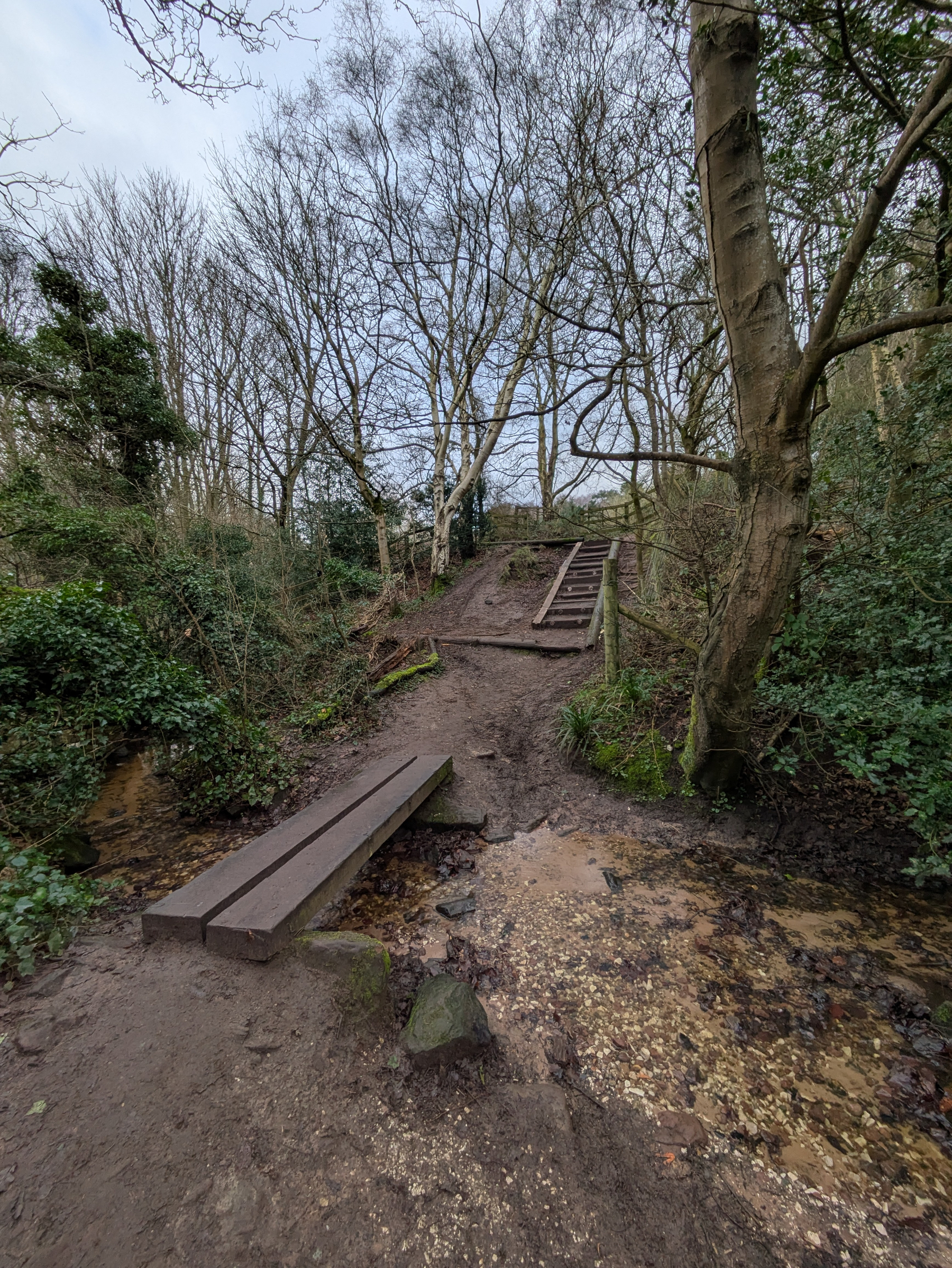 A wooden path leads through a forested area with tree-lined steps and footbridge surrounded by mud and foliage.