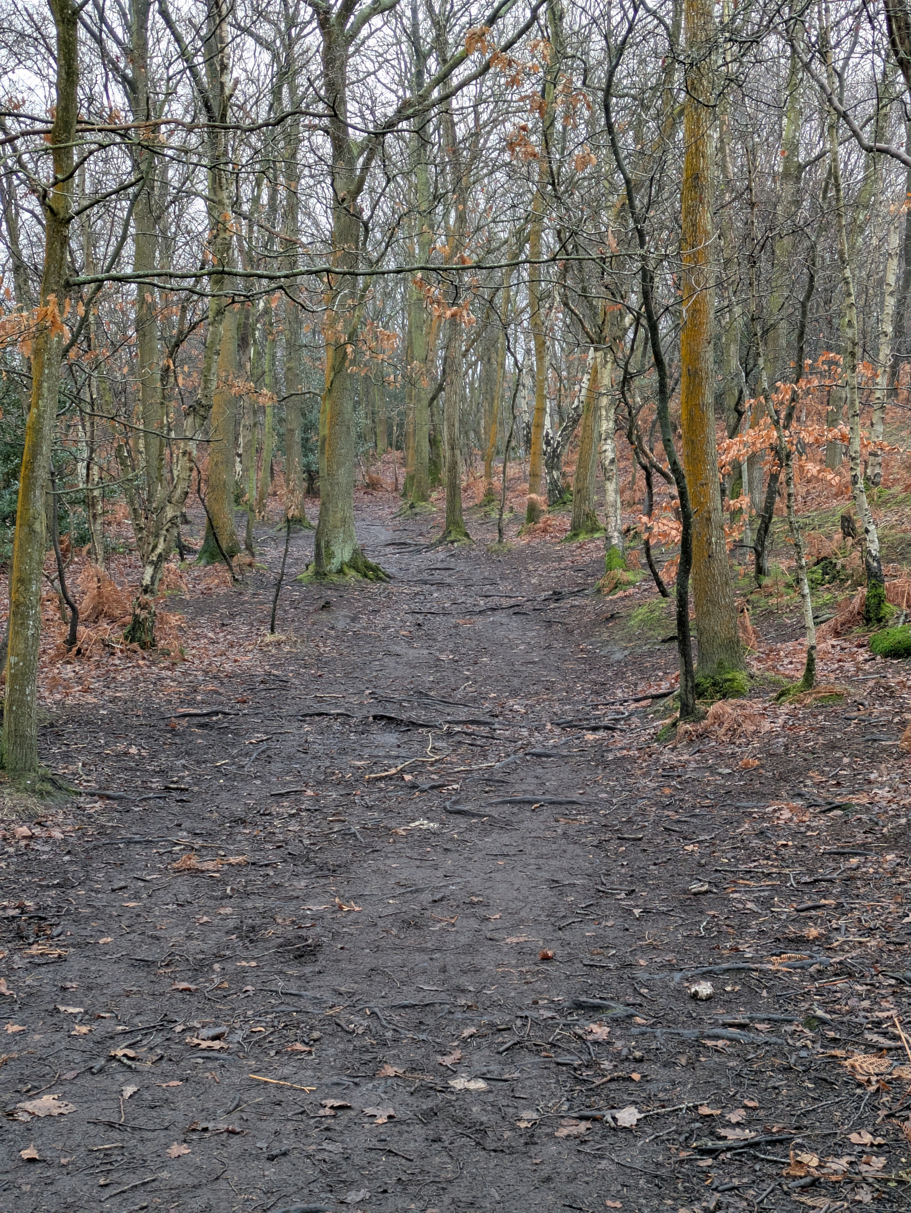 A leaf-strewn forest path winds through bare trees with hints of moss and autumn foliage.
