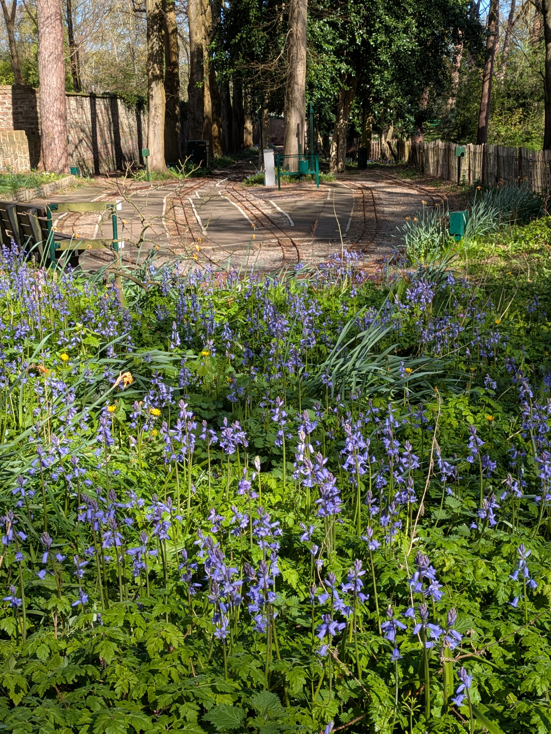 A lush garden with vibrant purple flowers is surrounded by tall trees and a terminus for a miniature railway.