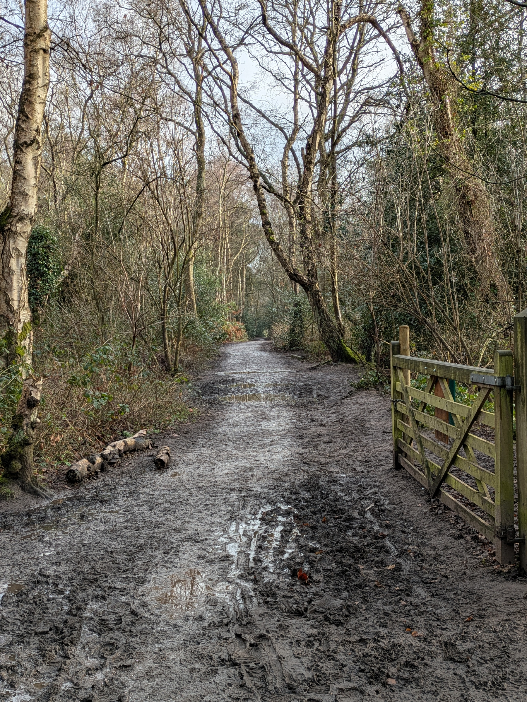 A muddy path winds through a wooded area with a wooden gate on the right.