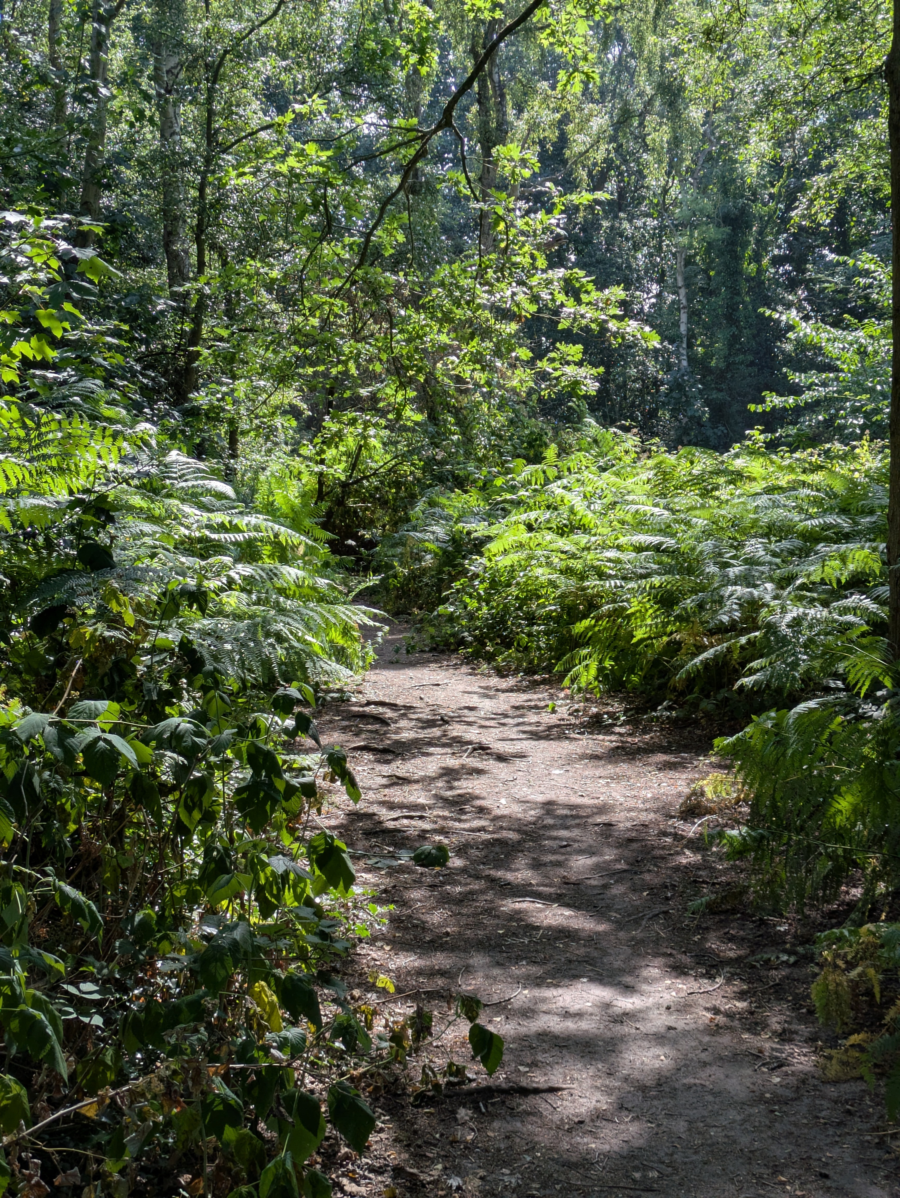 A sunlit dirt path winds through a dense, green forest filled with ferns and leafy trees.