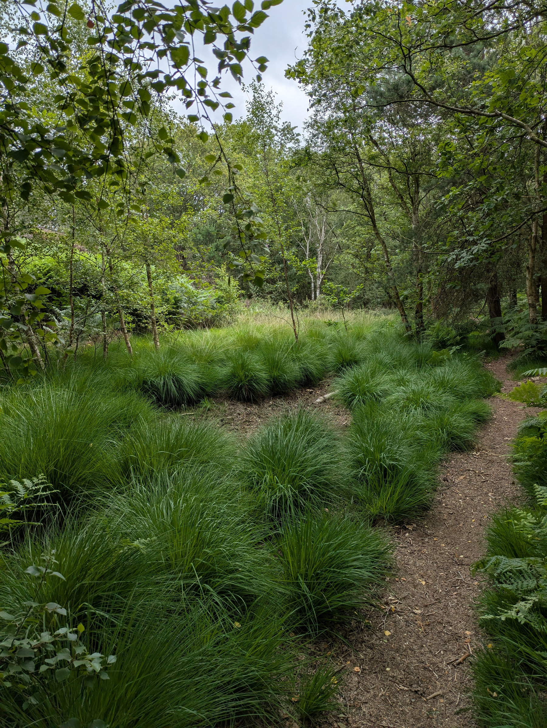 A narrow dirt path winds through a lush, green forest with dense clusters of tall grass and leafy trees.