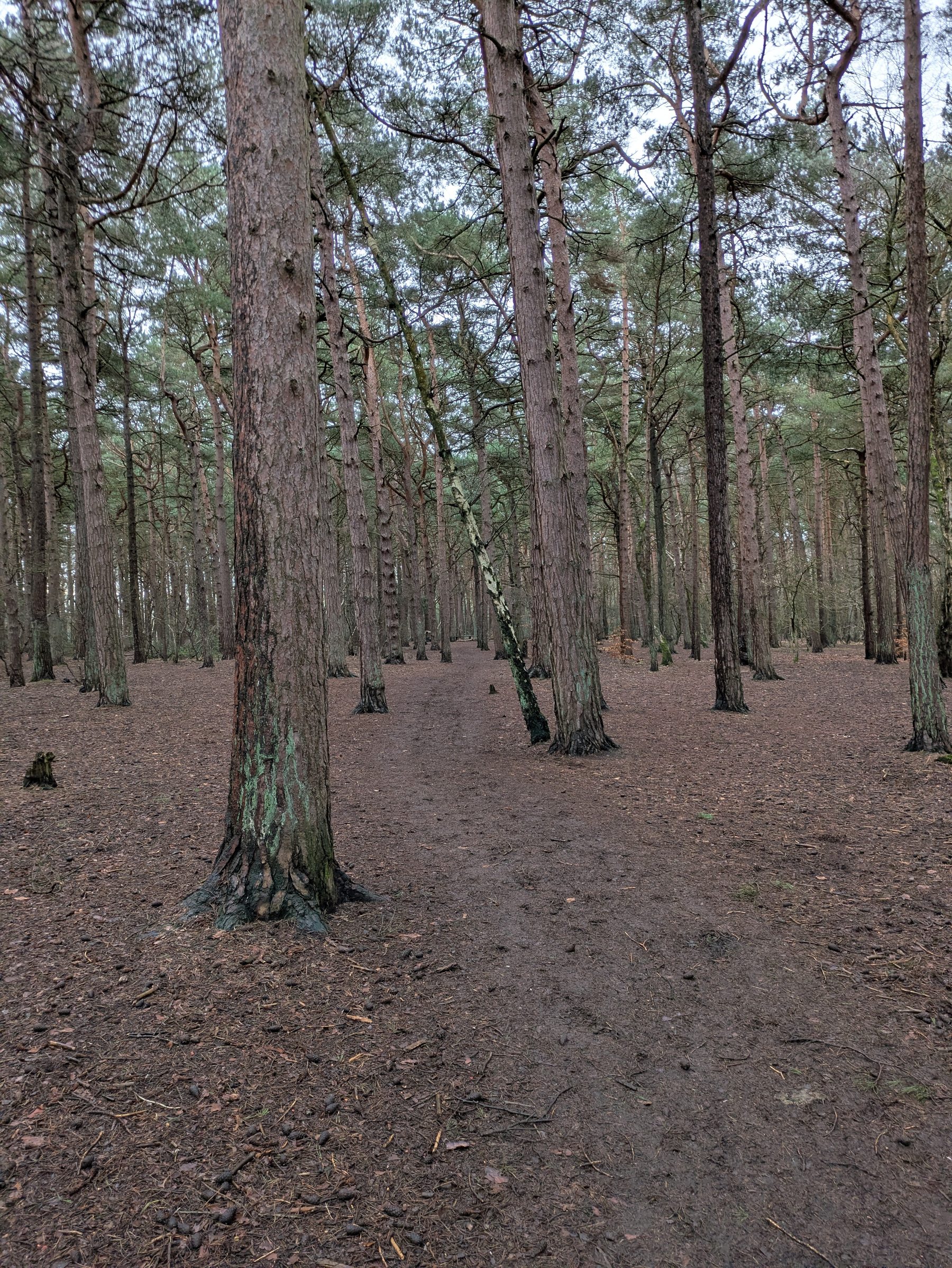 A forest path is surrounded by tall pine trees with a layer of fallen leaves on the ground.
