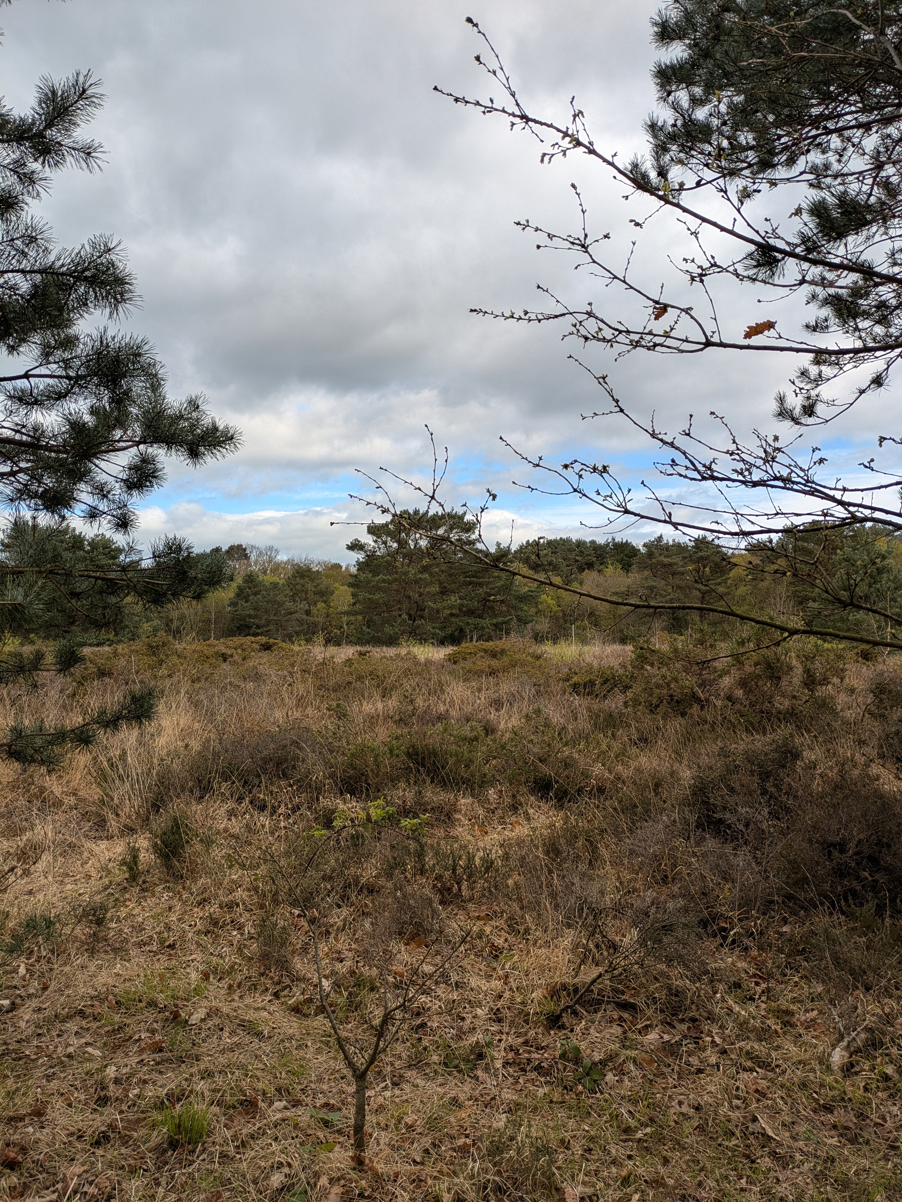 A natural landscape featuring sparse trees, dry grass, and a partly cloudy sky.