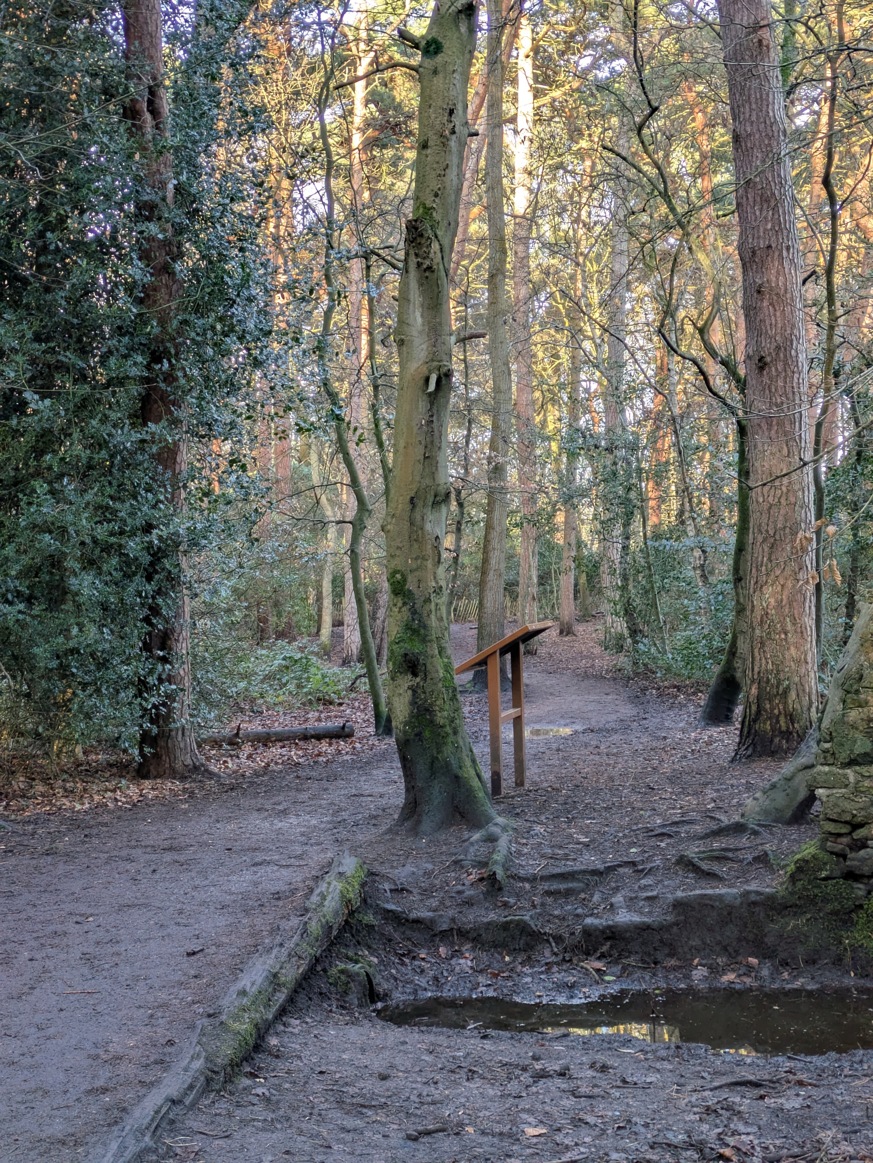 A peaceful forest scene features a dirt path winding through tall trees with a small wooden information board along the way.