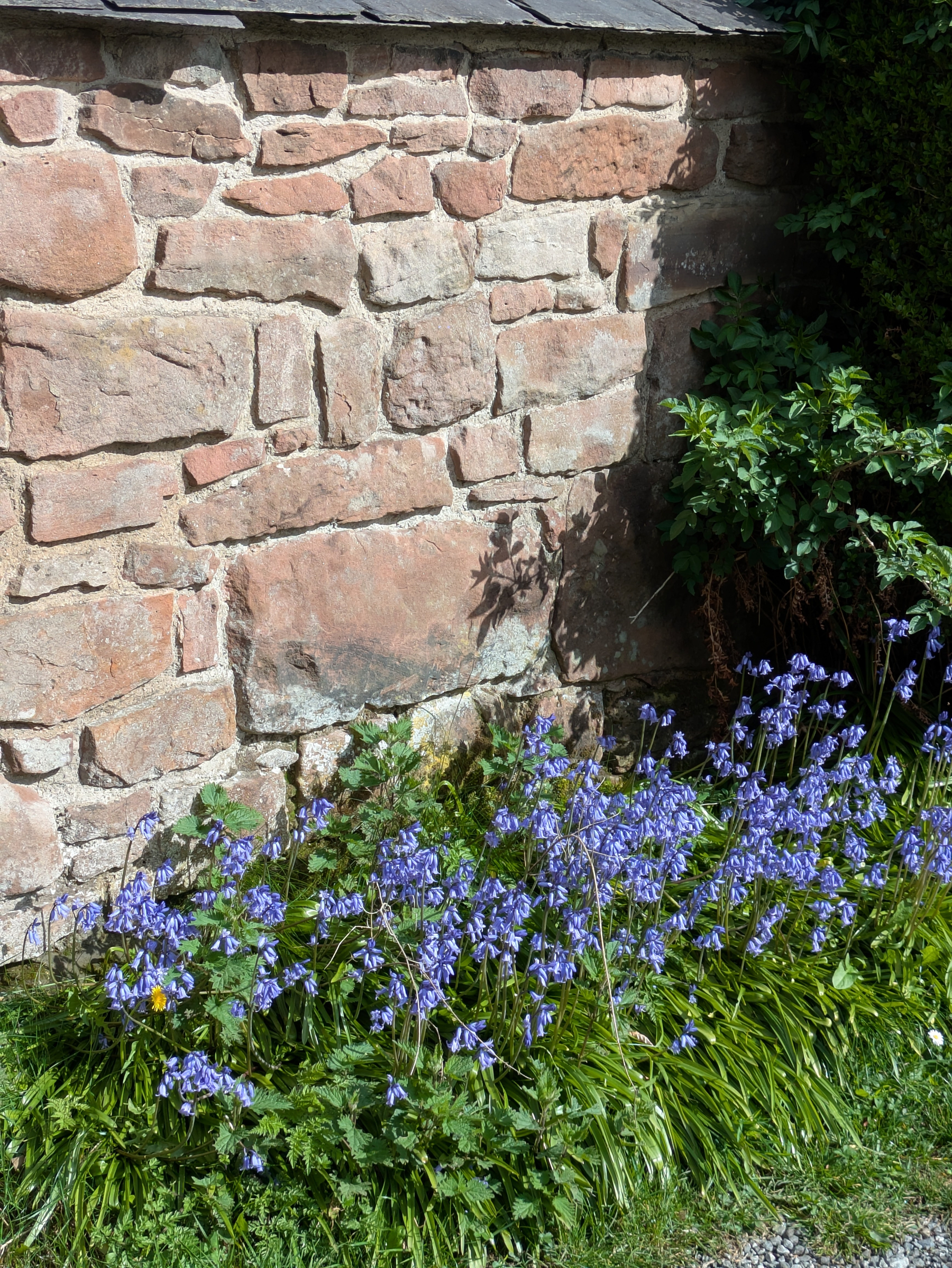 Blue flowers and green foliage grow next to a rustic stone wall.