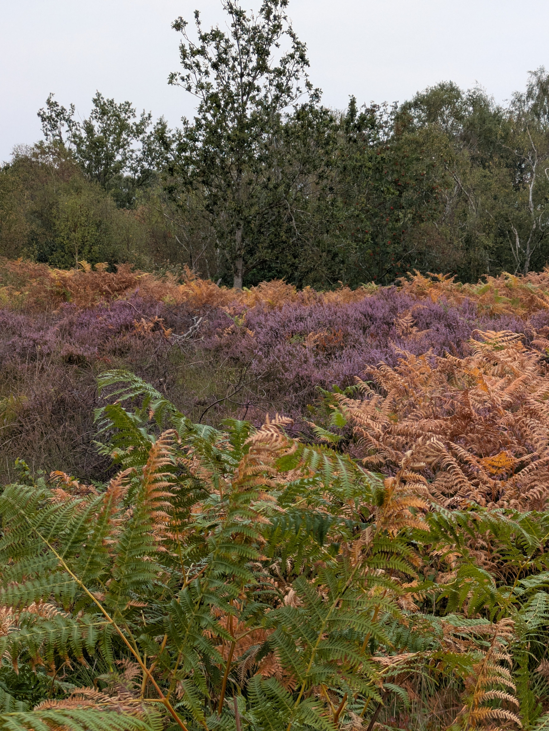 A natural landscape featuring a mix of green and brown ferns in the foreground, purple heather in the midground, and various trees in the background.