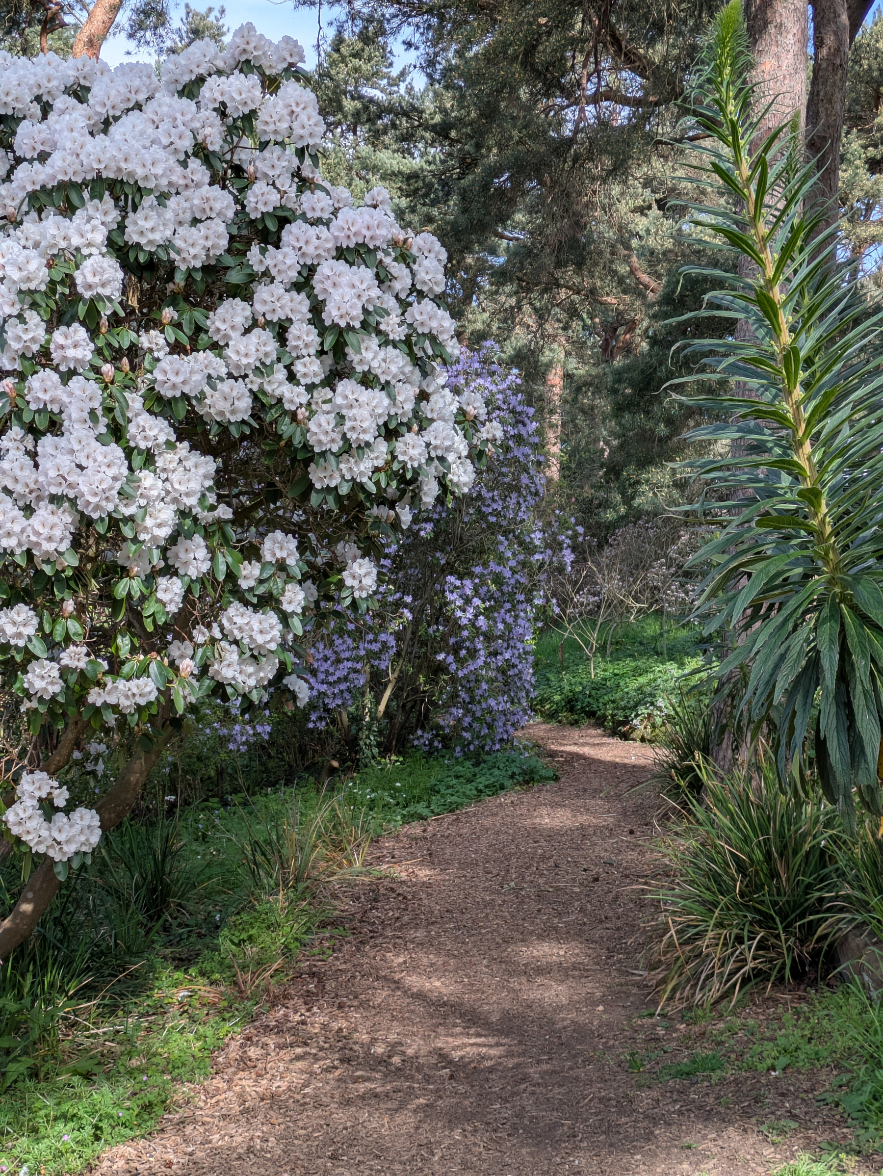 A garden path is bordered by a large flowering bush with white blooms and surrounded by lush greenery.