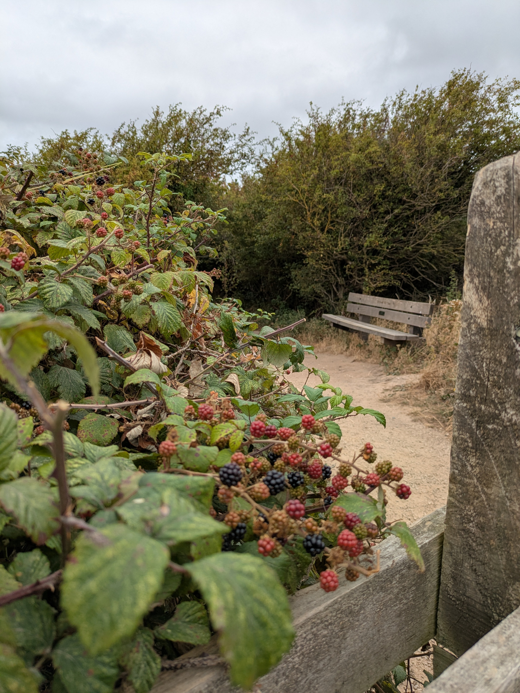 A wooden bench sits beside a dirt path surrounded by bushes, including one with ripening blackberries.
