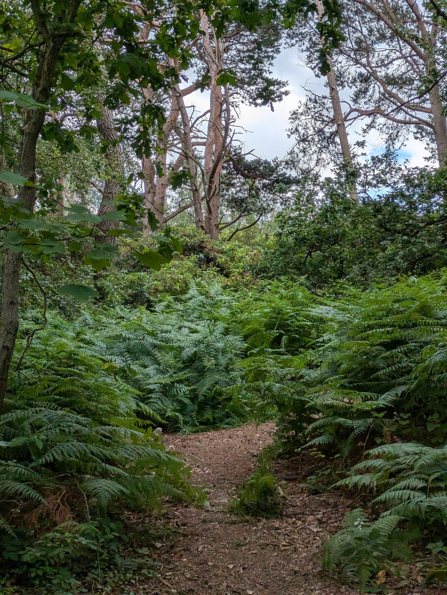 A narrow dirt path winds through dense green ferns and tall trees under a partly cloudy sky.