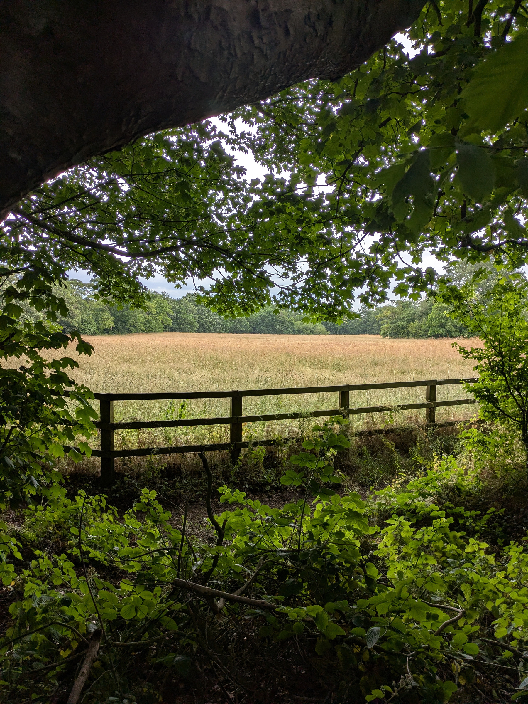 A peaceful meadow bordered by a wooden fence is viewed through a frame of dense green foliage and tree branches.