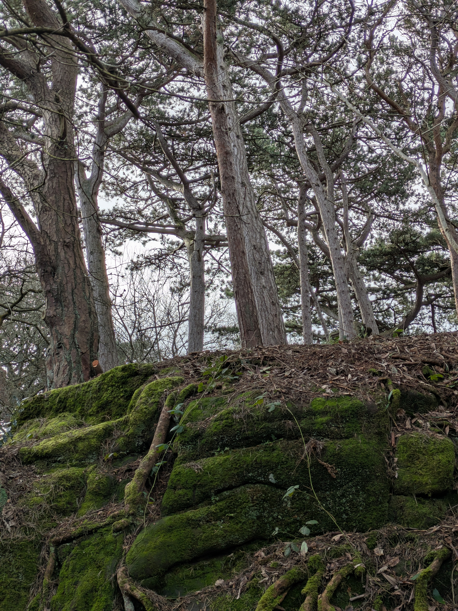 Tall trees rise above a moss-covered hillside with scattered fallen leaves.