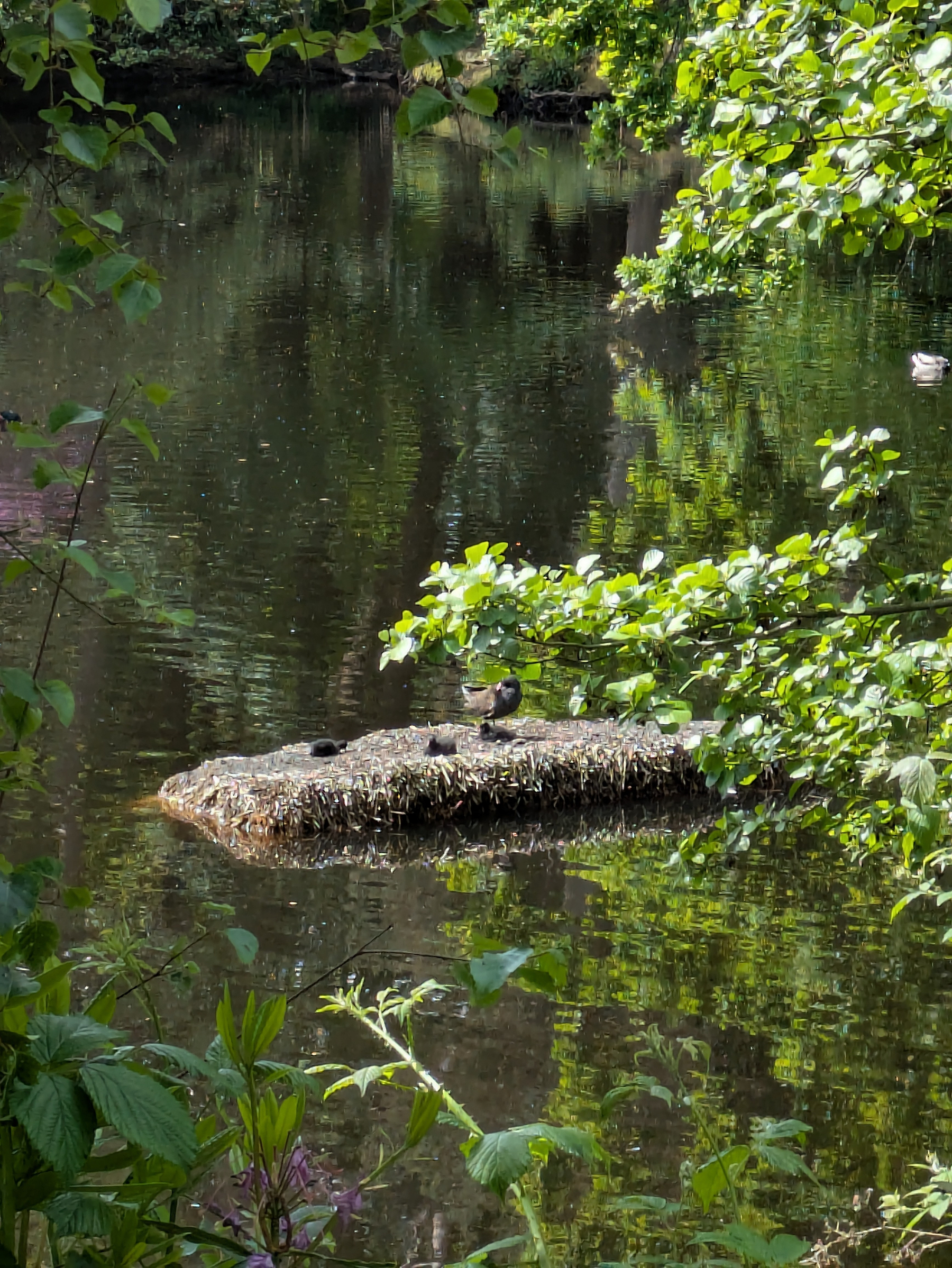 A peaceful pond scene features a group of birds perched on a small, grassy island surrounded by lush greenery and calm water.