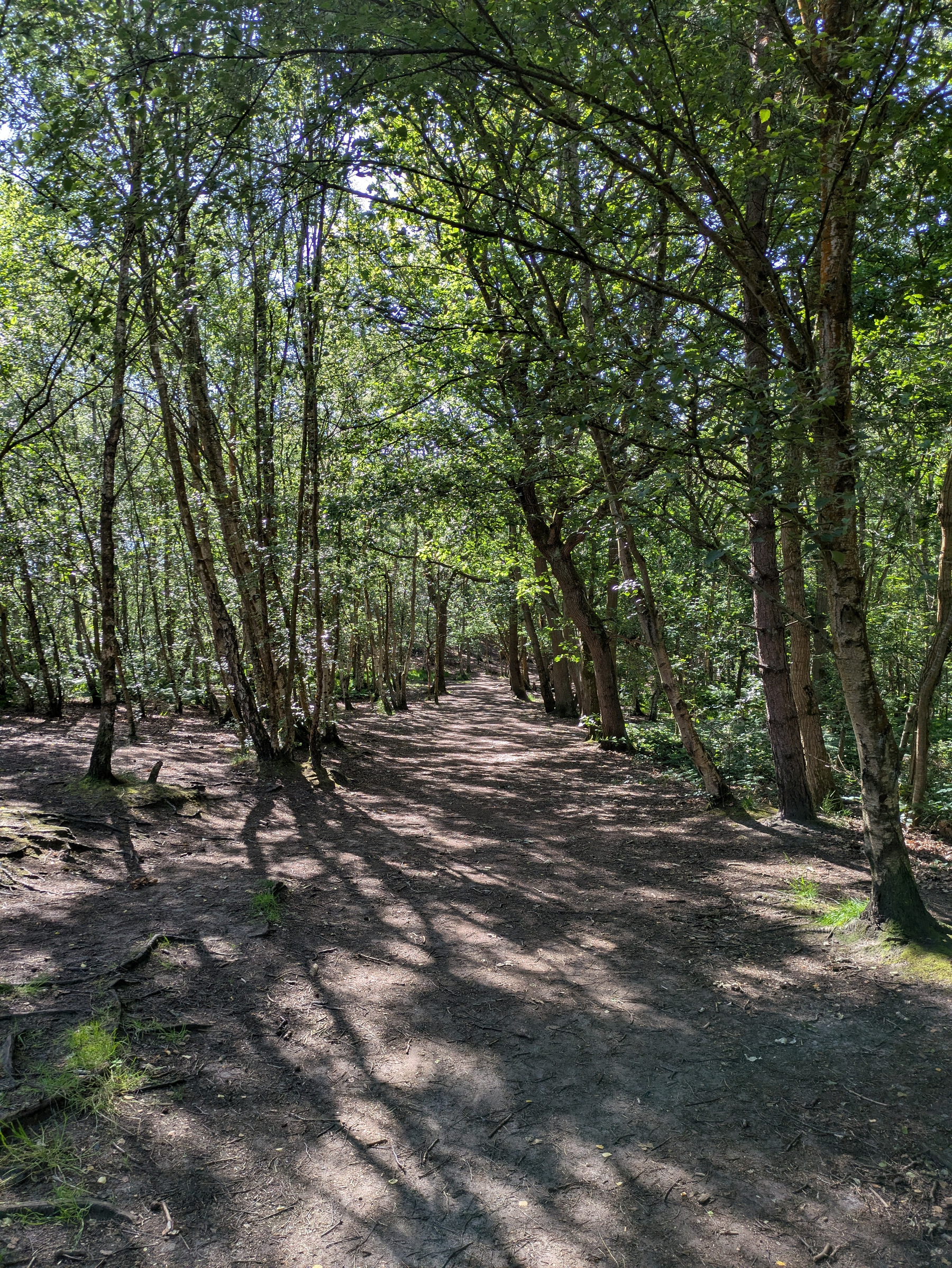 A sunlit dirt path winds through a dense forest with trees casting long shadows.