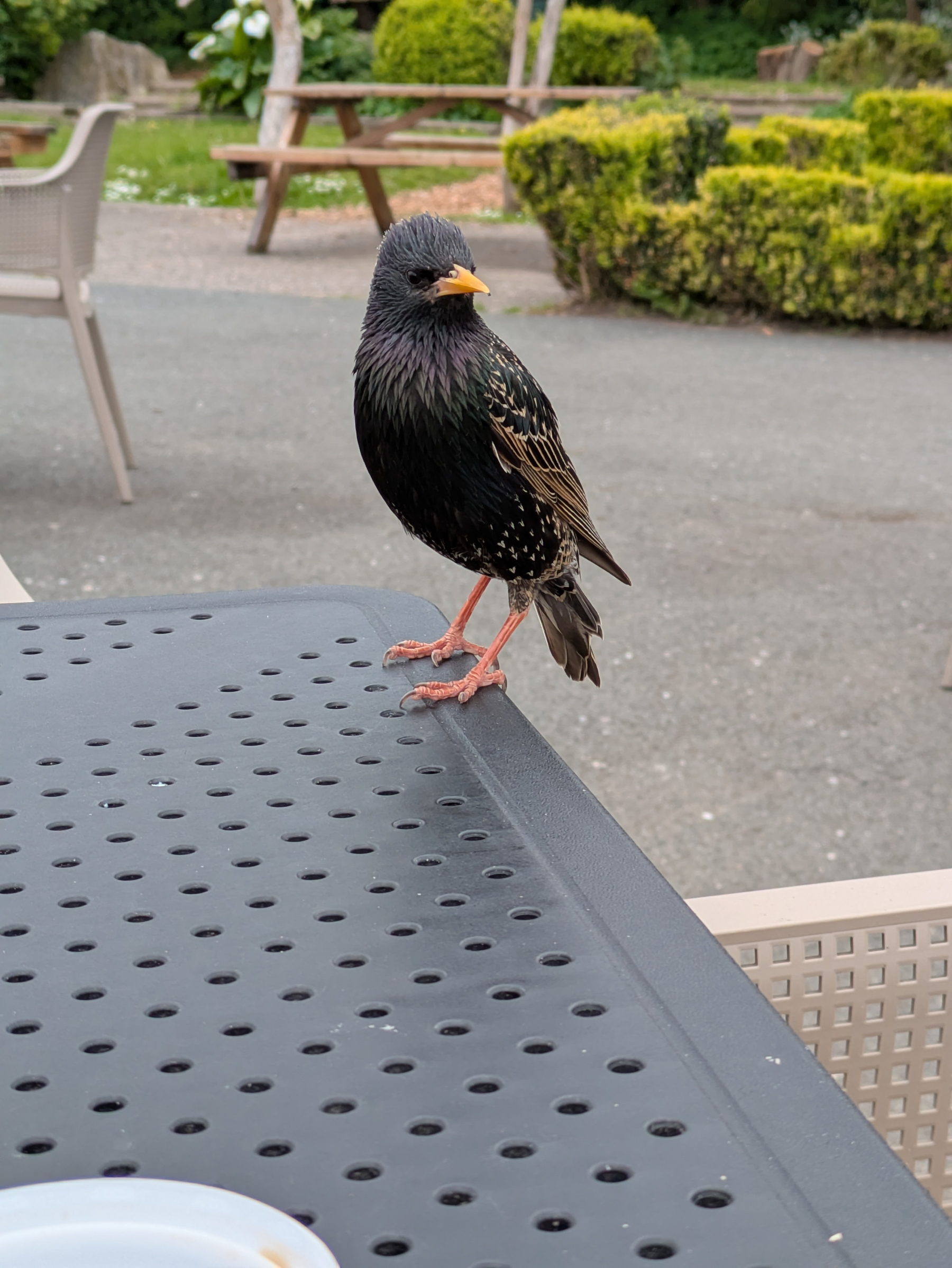 A starling with iridescent feathers stands on a perforated table outdoors, surrounded by chairs and greenery.