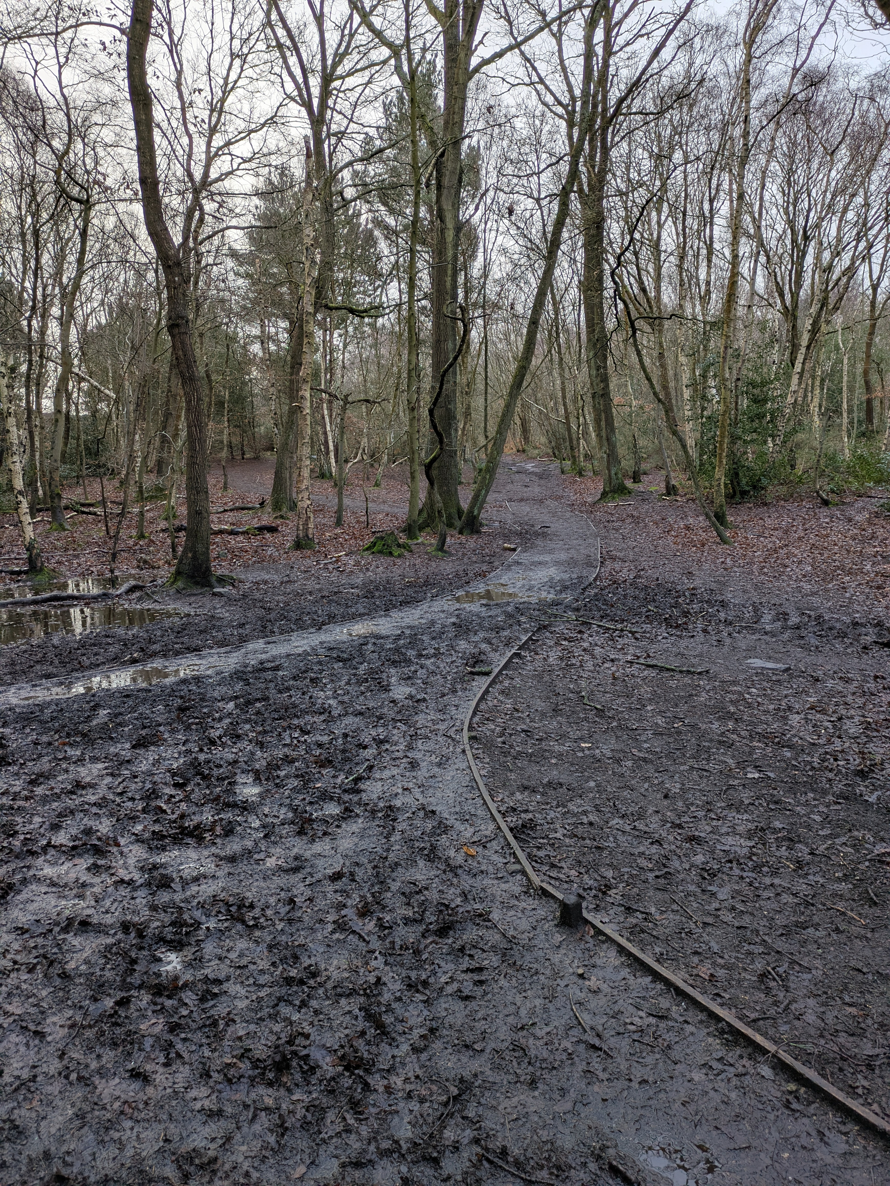 A muddy path winds through a leafless forest with bare trees and damp ground.